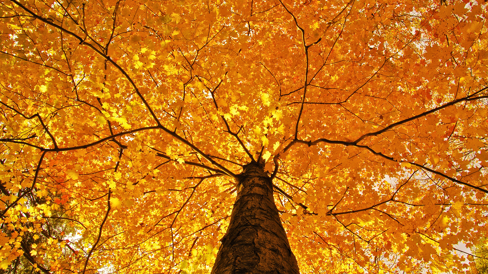 nature, Trees, Leaves, Color, Yellow, Autumn, Fall, Seasons, Foliage, Branches, Limb, Top Wallpaper HD / Desktop and Mobile Background