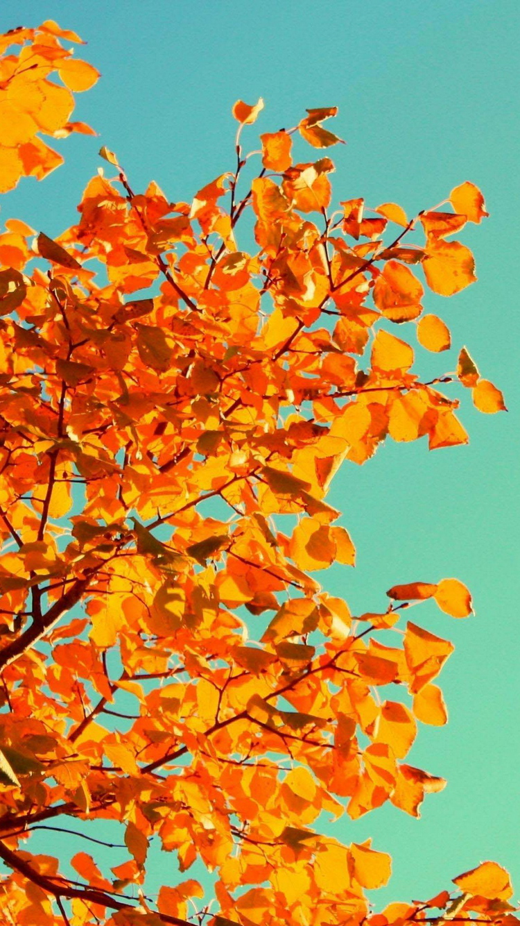 Autumn Fall Orange Tree Leaves iPhone 6 Wallpaper HD