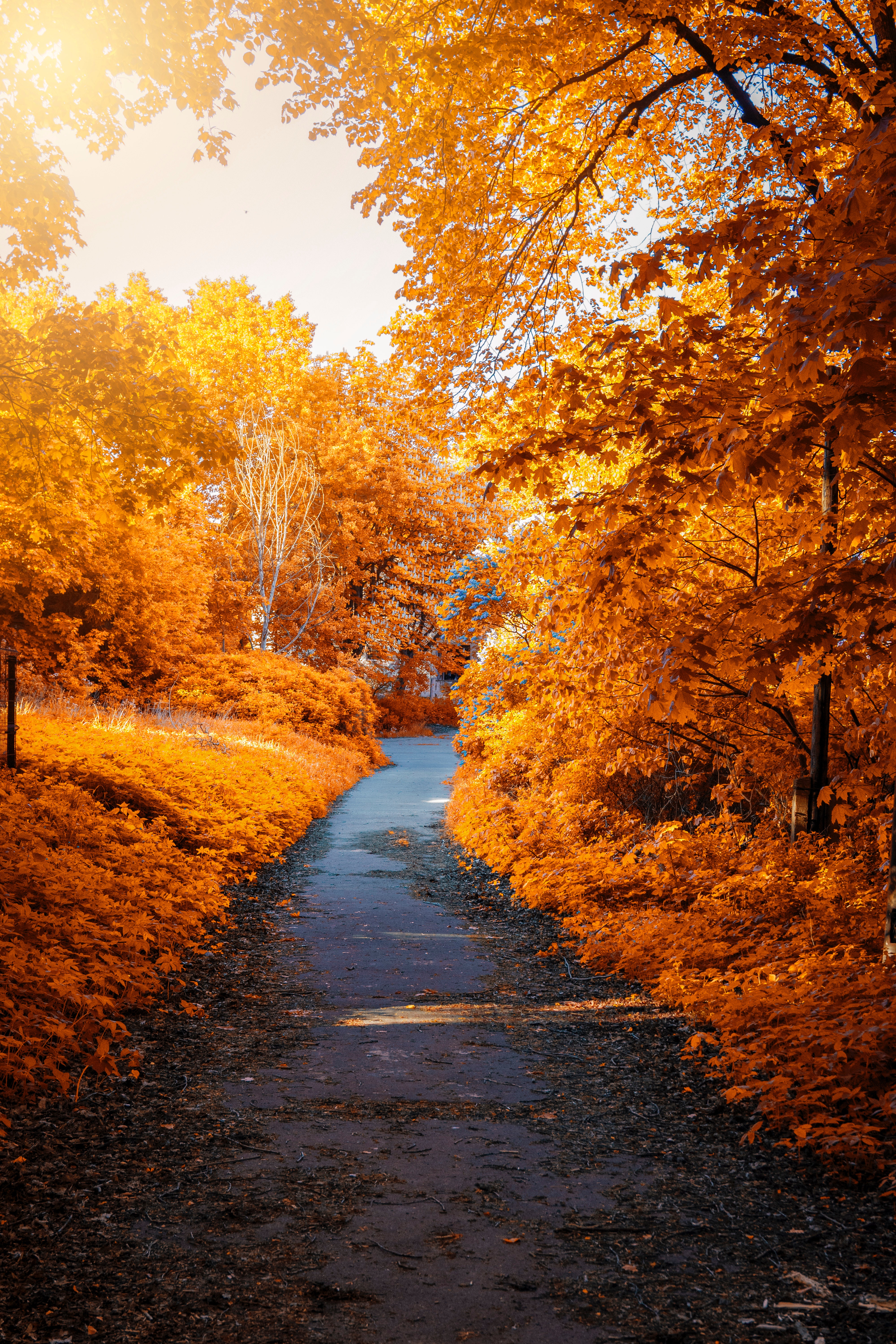 31++ Autumn Trees Wallpaper HD