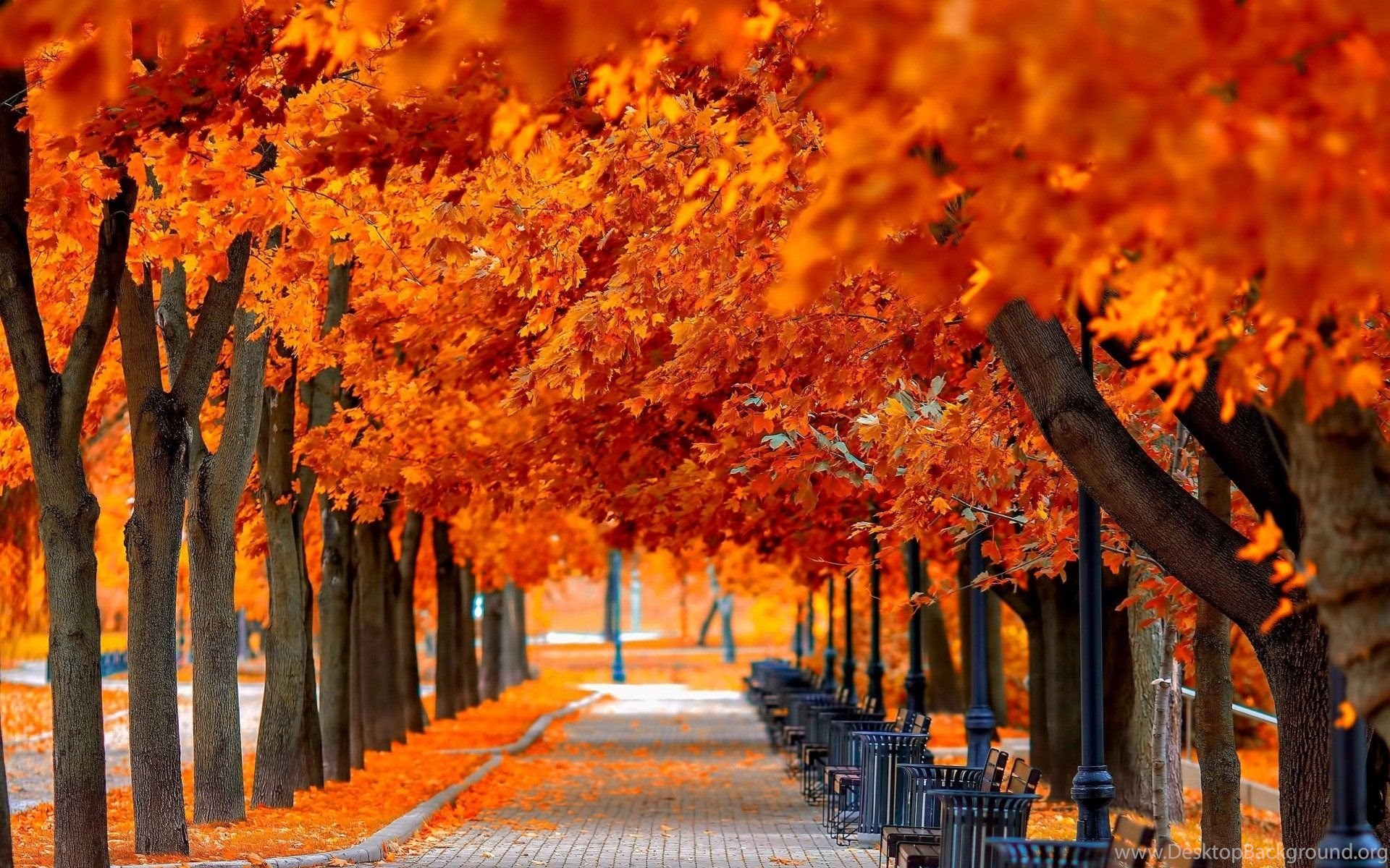 Autumn Tree Leaves Beauty Nature Landscape Wallpaper Desktop Background