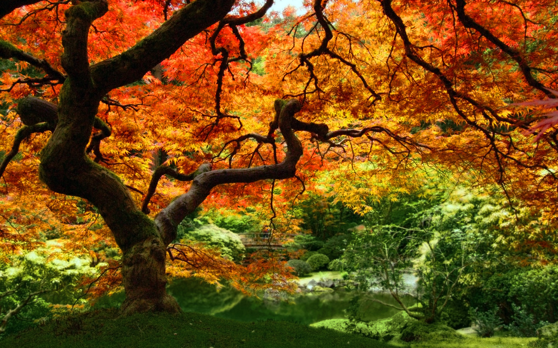 Autumn Forest Trees Leaves Wallpaper Image Picture Photo