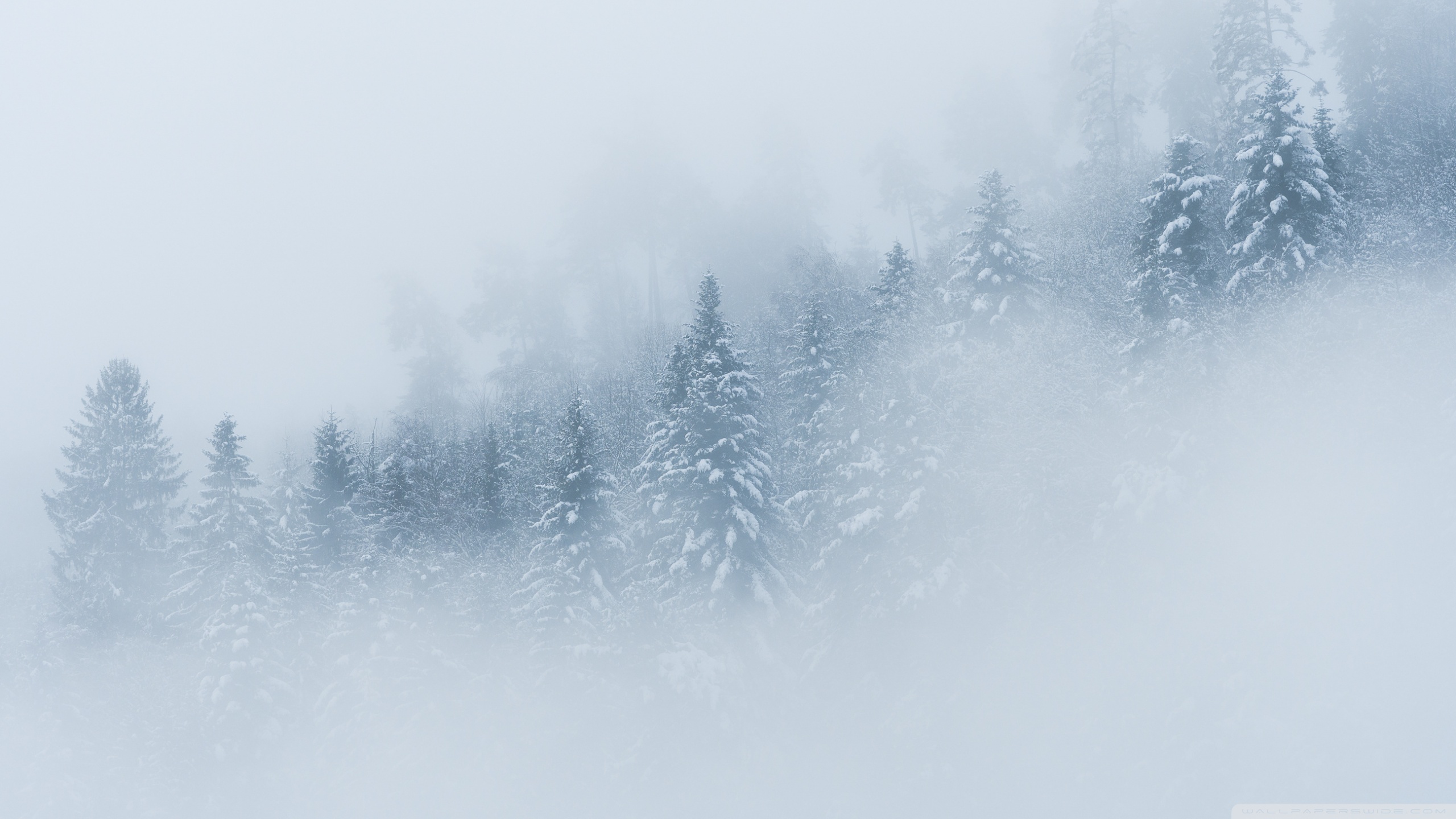 Mountain Forest Landscape, Fog, Winter Ultra HD Desktop Background Wallpaper for 4K UHD TV, Widescreen & UltraWide Desktop & Laptop, Multi Display, Dual Monitor, Tablet