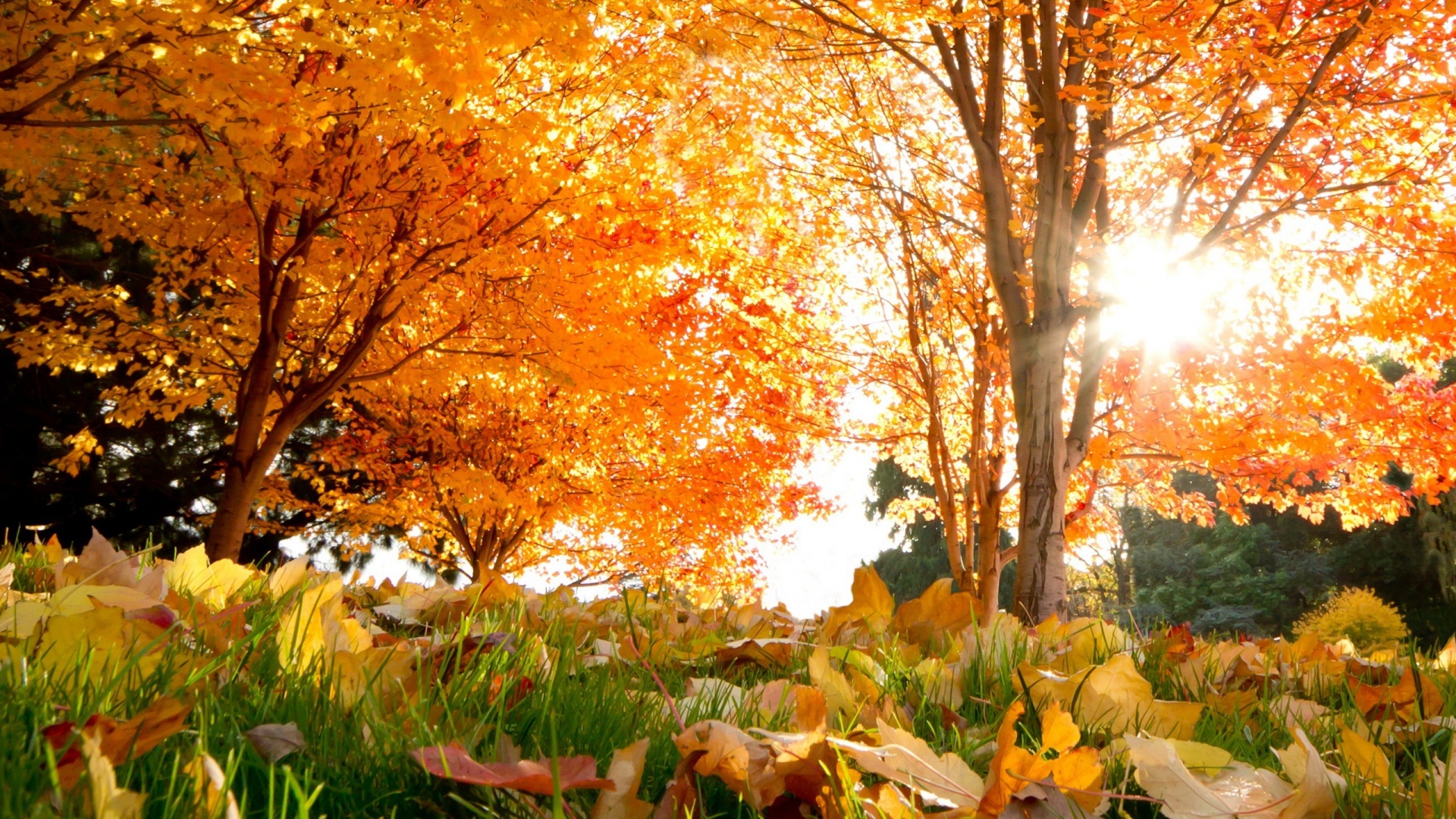 Download Wallpaper 1920x1080 fall, trees, leaves Full HD 1080p HD Background