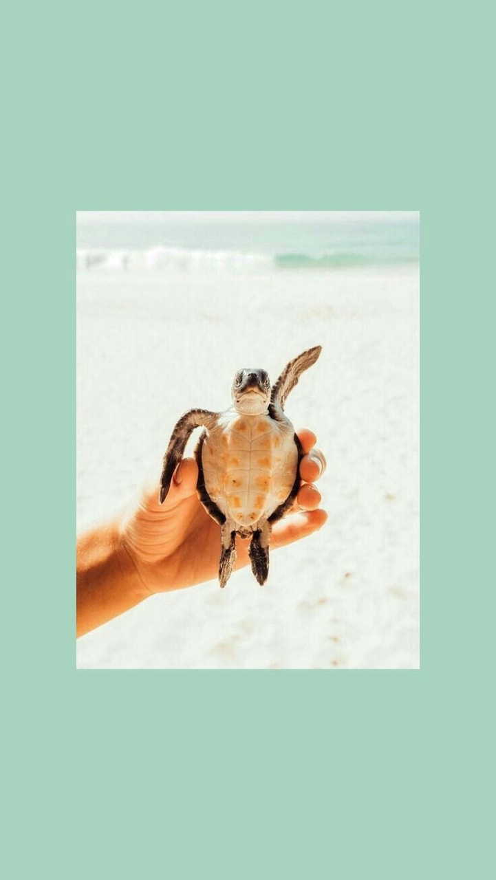 Aesthetic, Animals, And Saving Image Save The Turtles