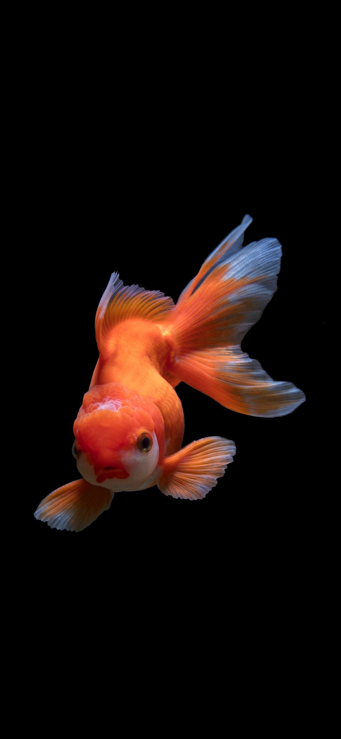Orange goldfish. Fish, Fish wallpaper, Fish illustration