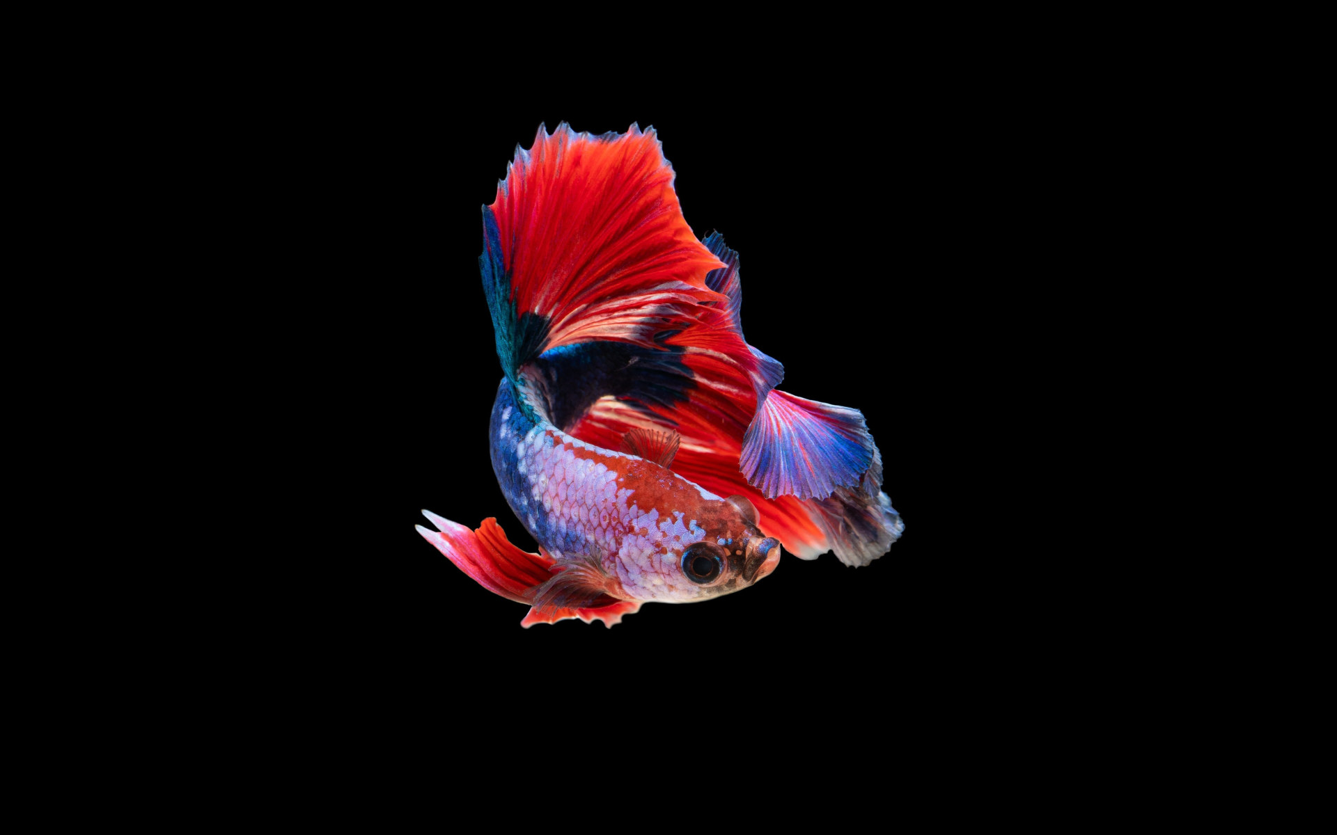 Siamese fighting fish wallpaper, dark, amoled, animals, animal themes • Wallpaper For You HD Wallpaper For Desktop & Mobile