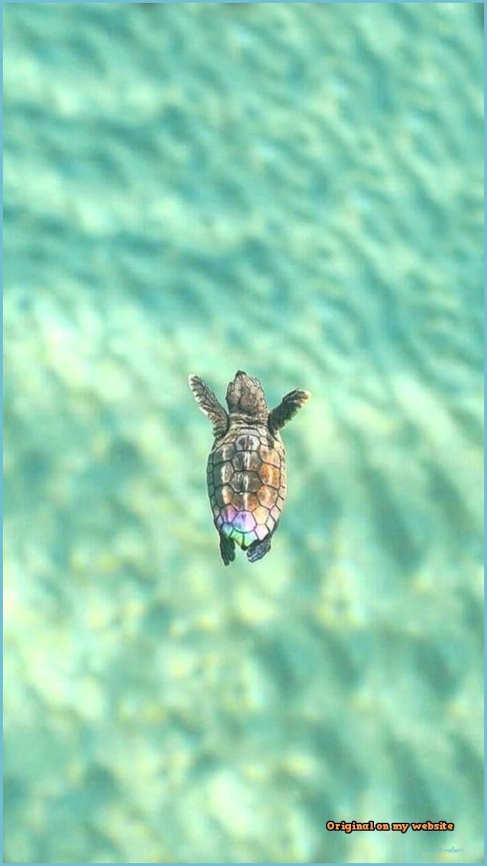 iPhone Wallpaper - ❁ Pin ➵ CarinaEndless Cute Turtles, Cute Turtle Wallpaper