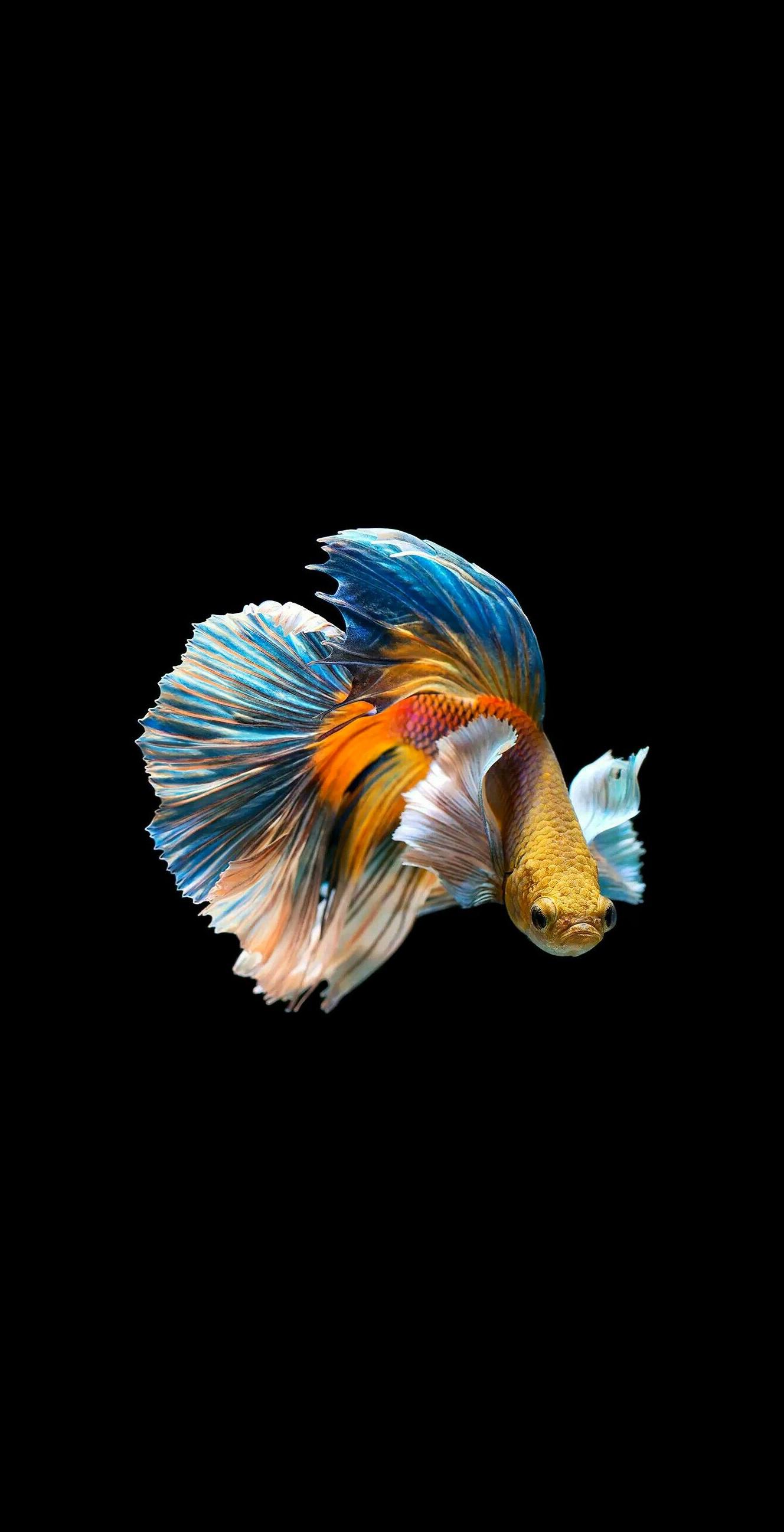 Betta Fish [1328×2595]: Amoledbackground