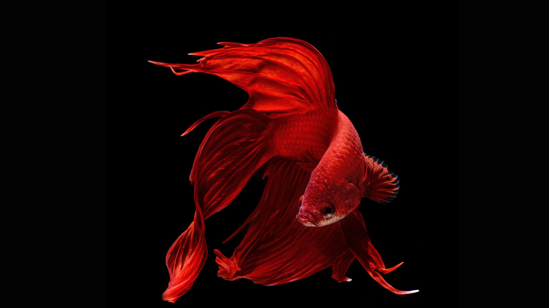 Betta HD Wallpaper and Background Image