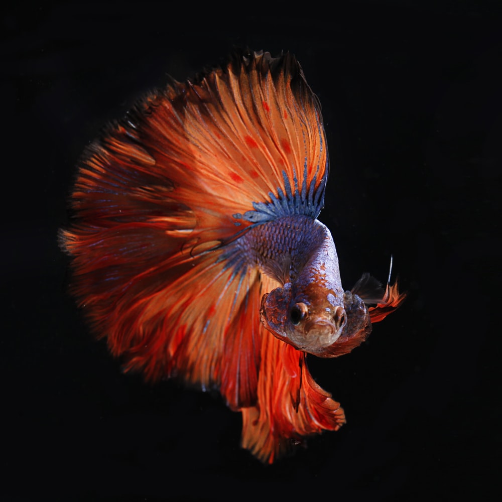 Betta Fish Picture. Download Free Image