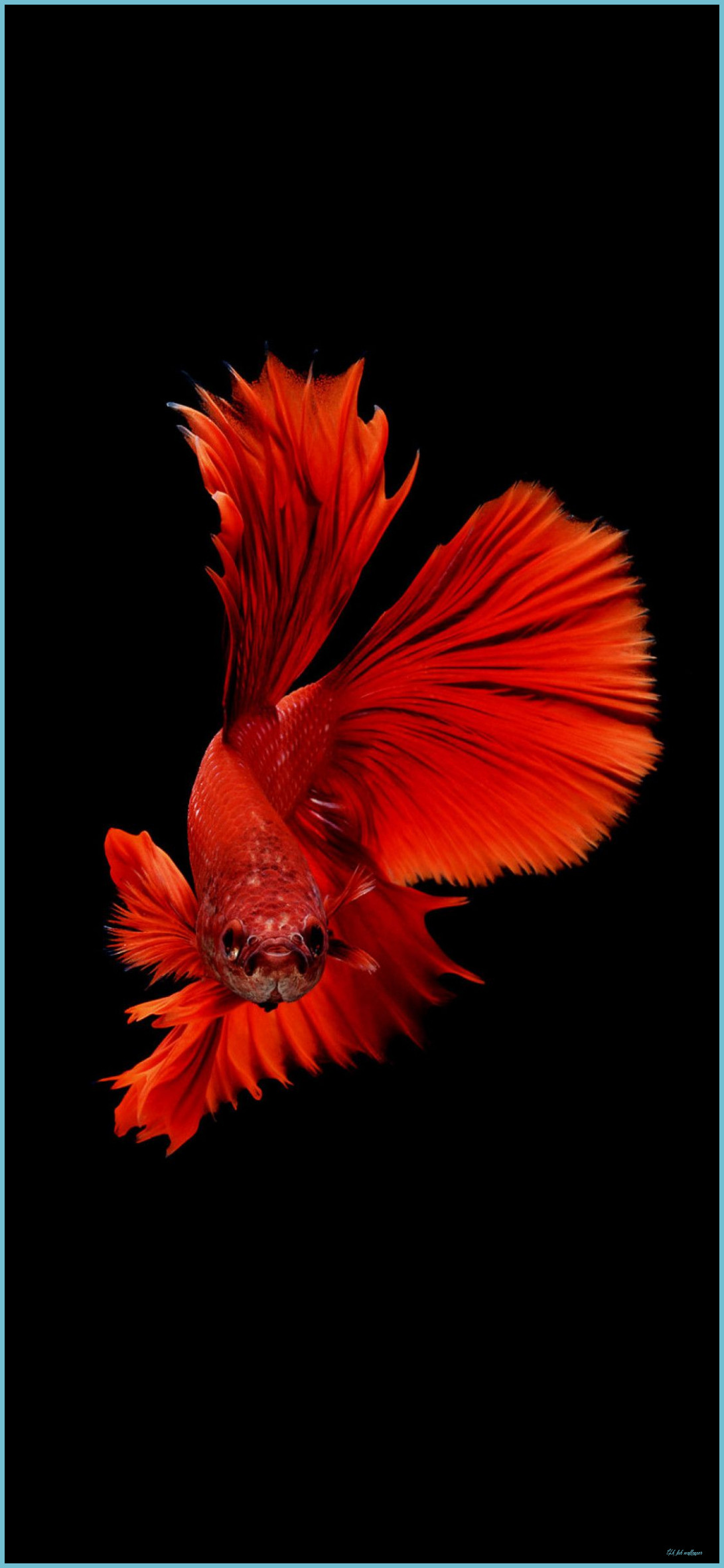 Amoled Fish Wallpapers - Wallpaper Cave