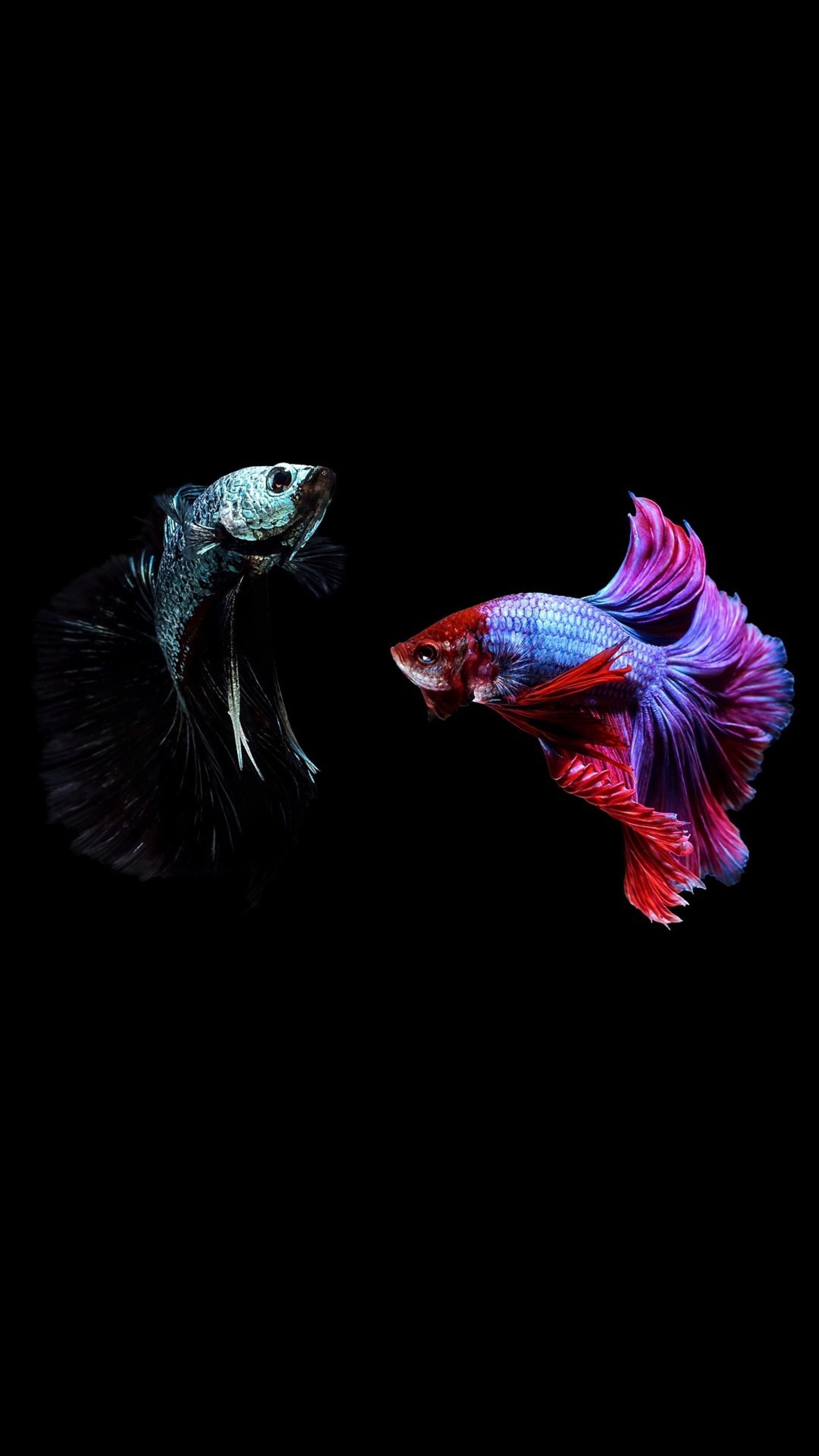 AMOLED Animal Wallpaper. Ikan koi, Poster bunga, Ikan