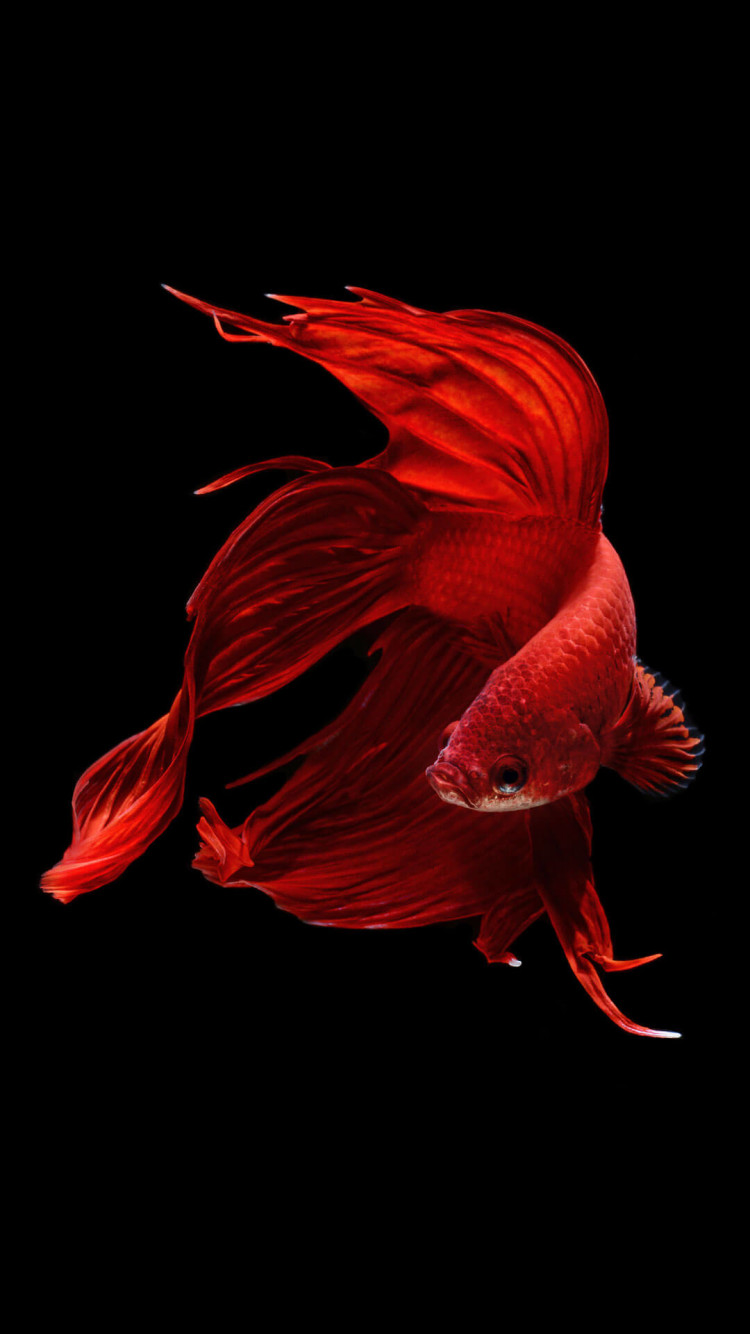 Free download Betta Fish iPhone 6 And iPhone 6s Wallpaper HD Wallpaper iPhone [750x1334] for your Desktop, Mobile & Tablet. Explore iPhone 6s Fish Wallpaper. New iPhone 6s Wallpaper