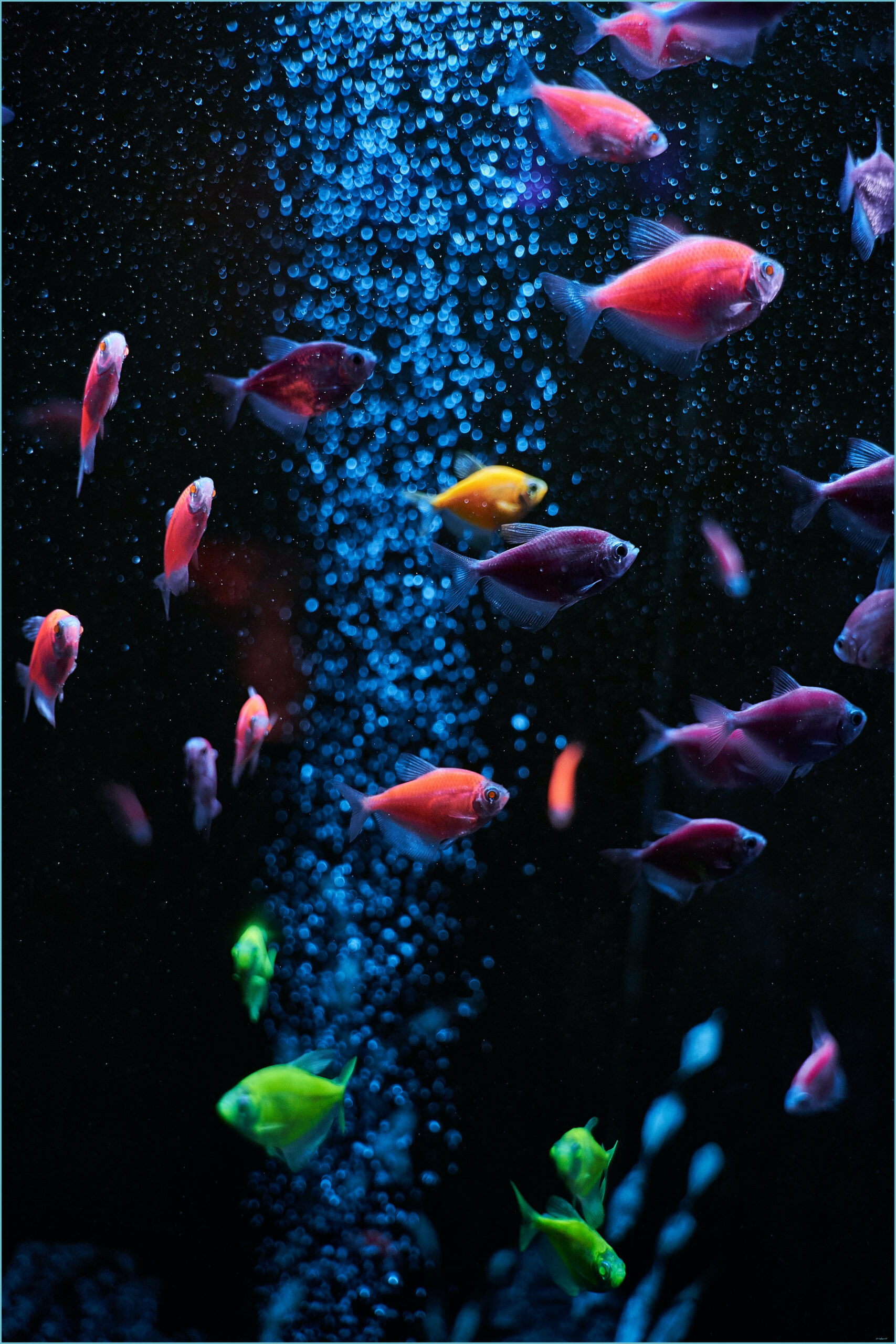 Amoled Fish Wallpapers - Wallpaper Cave