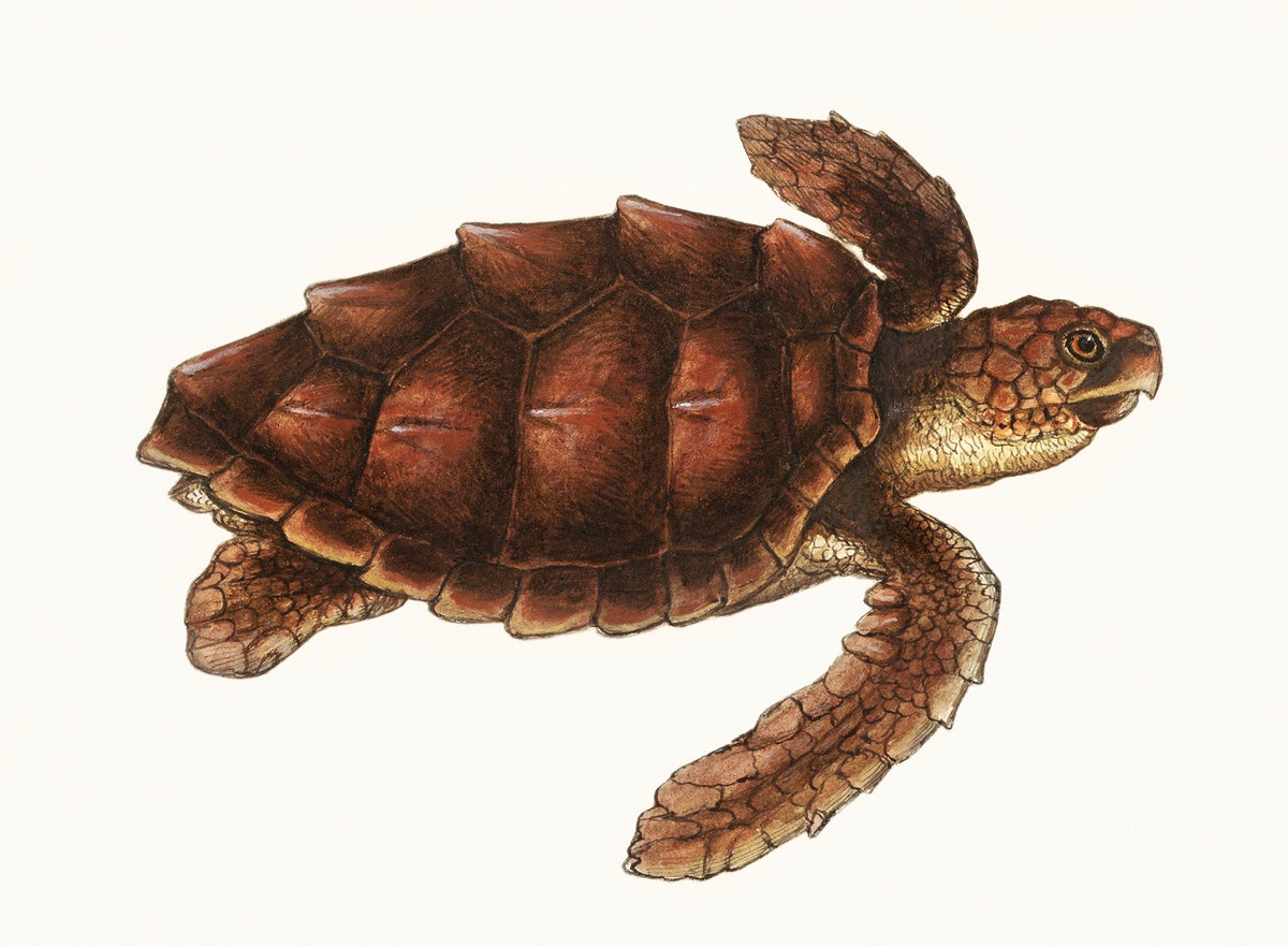 Sea Turtle Illustrated Image Wallpaper