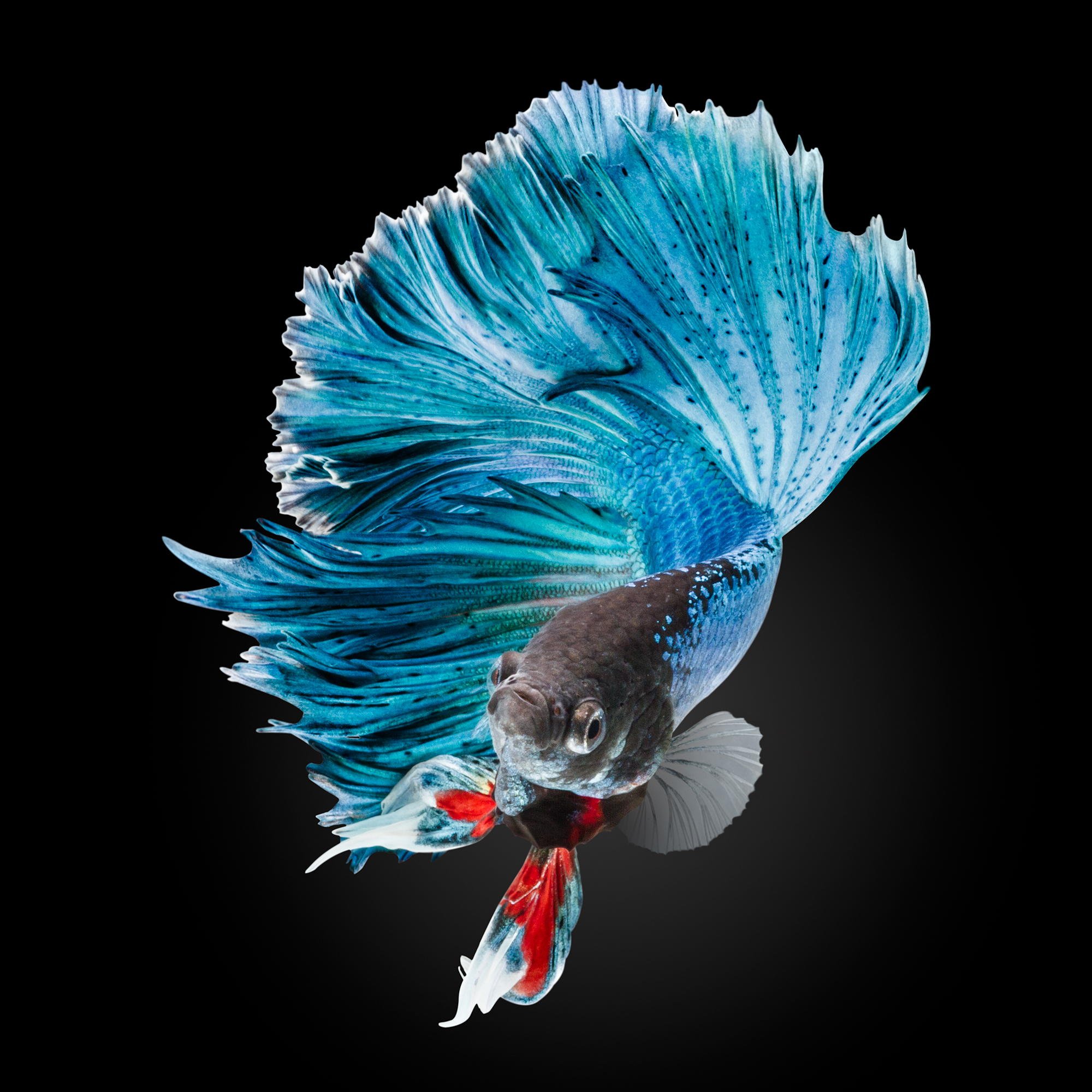 betta, Siamese, Fighting, Fish, Colorful, Tropical Wallpaper HD / Desktop and Mobile Background