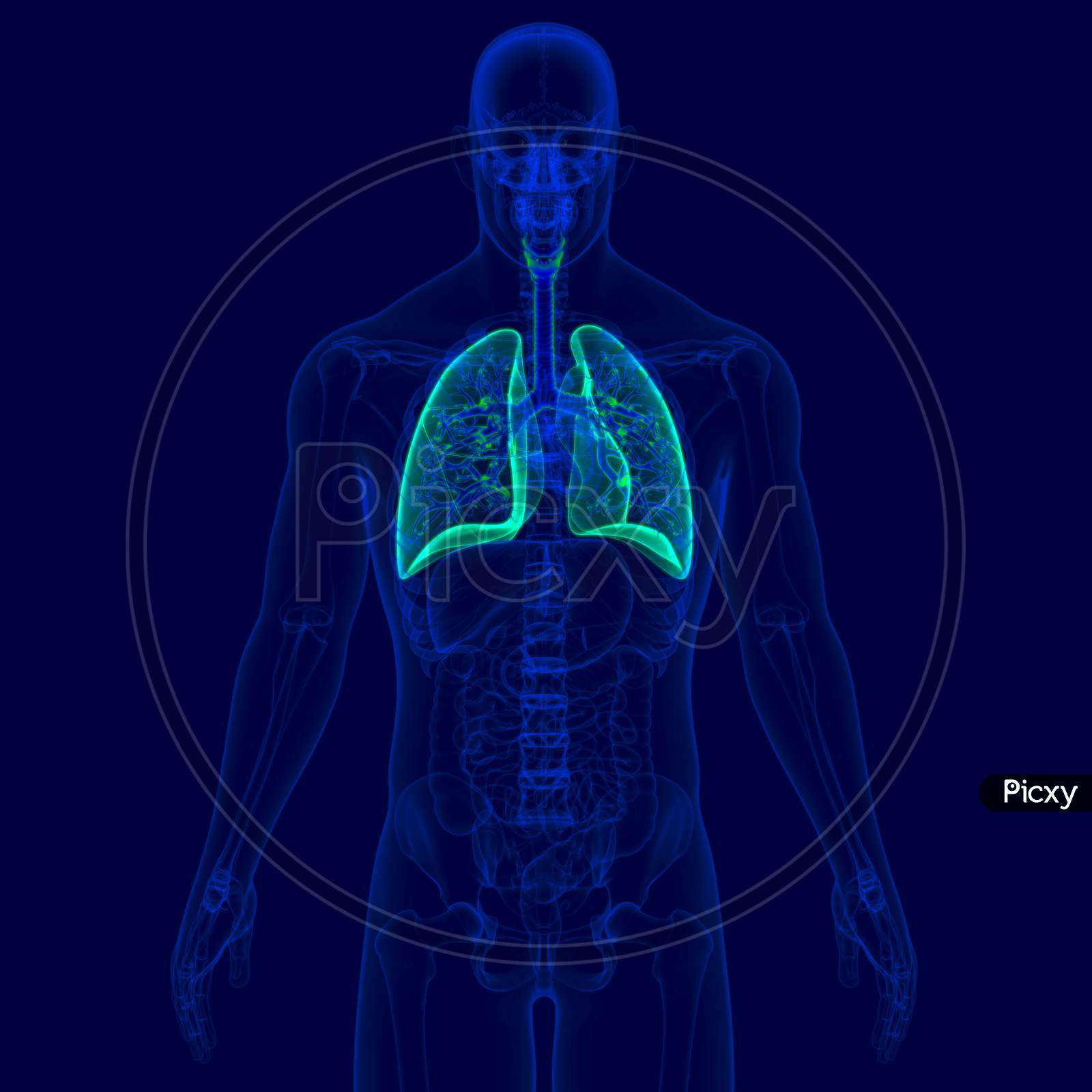Image Of 3D Illustration Human Respiratory System Anatomy (Bronchus And Bronchioles) WH122611 Picxy