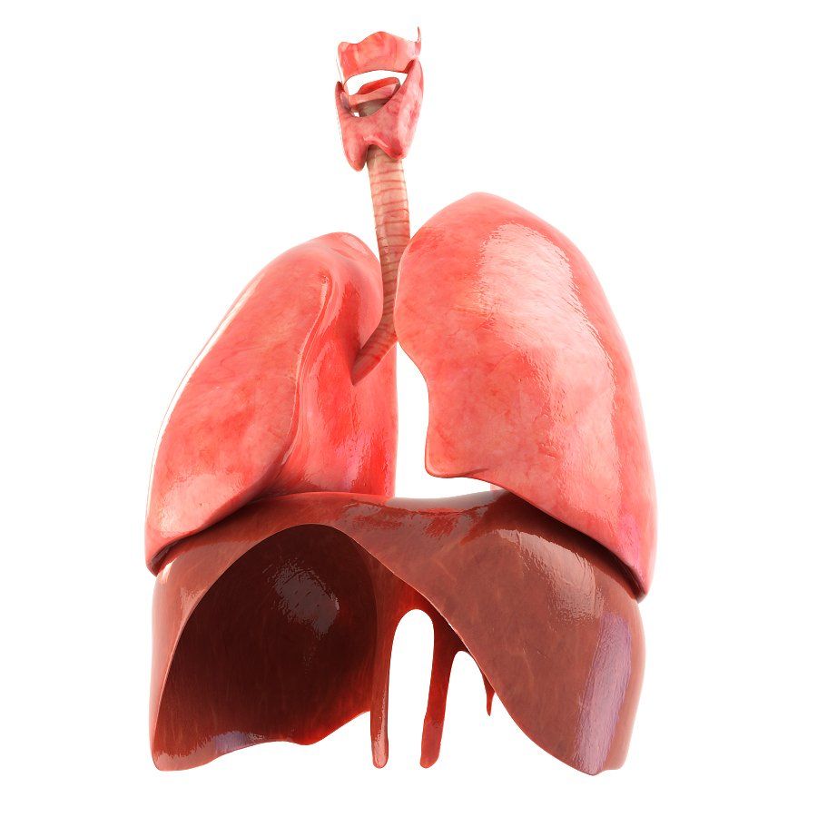Lungs animated. Human lungs, Lunges, Medical wallpaper