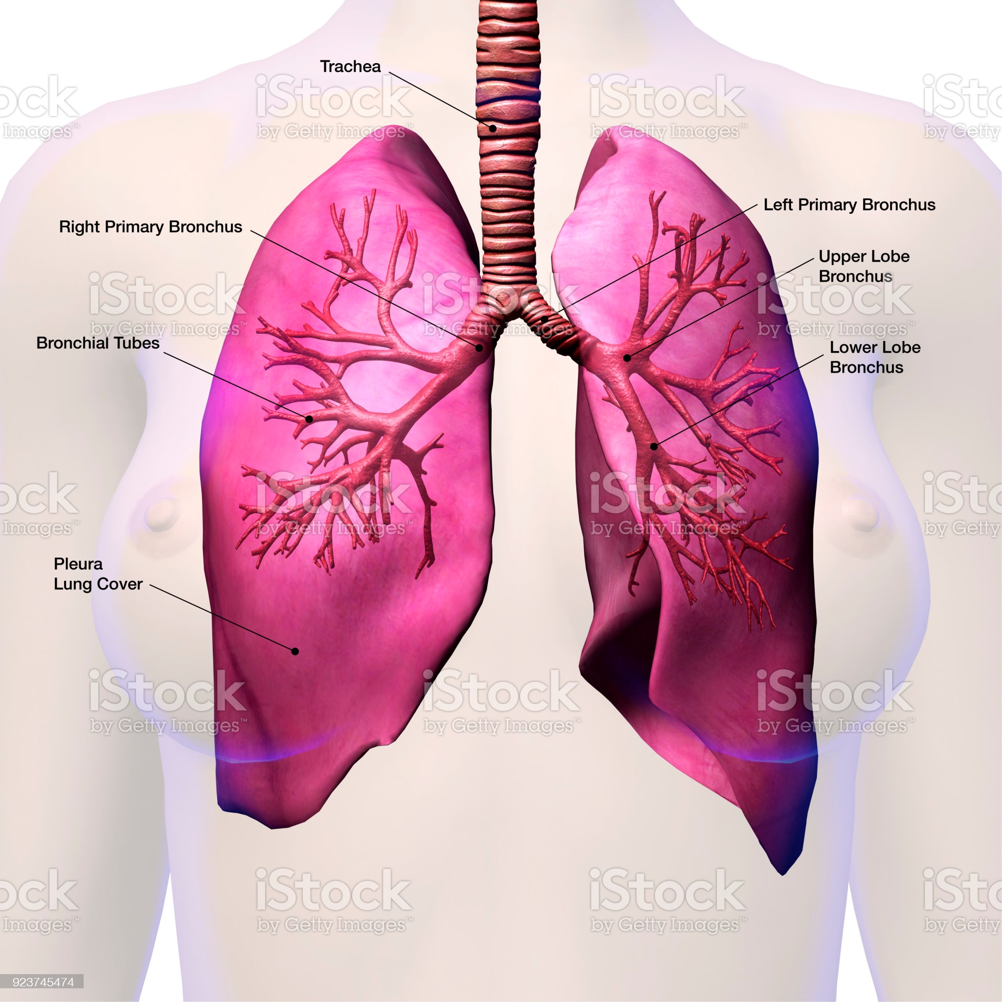 Bronchus and Lungs Labeled