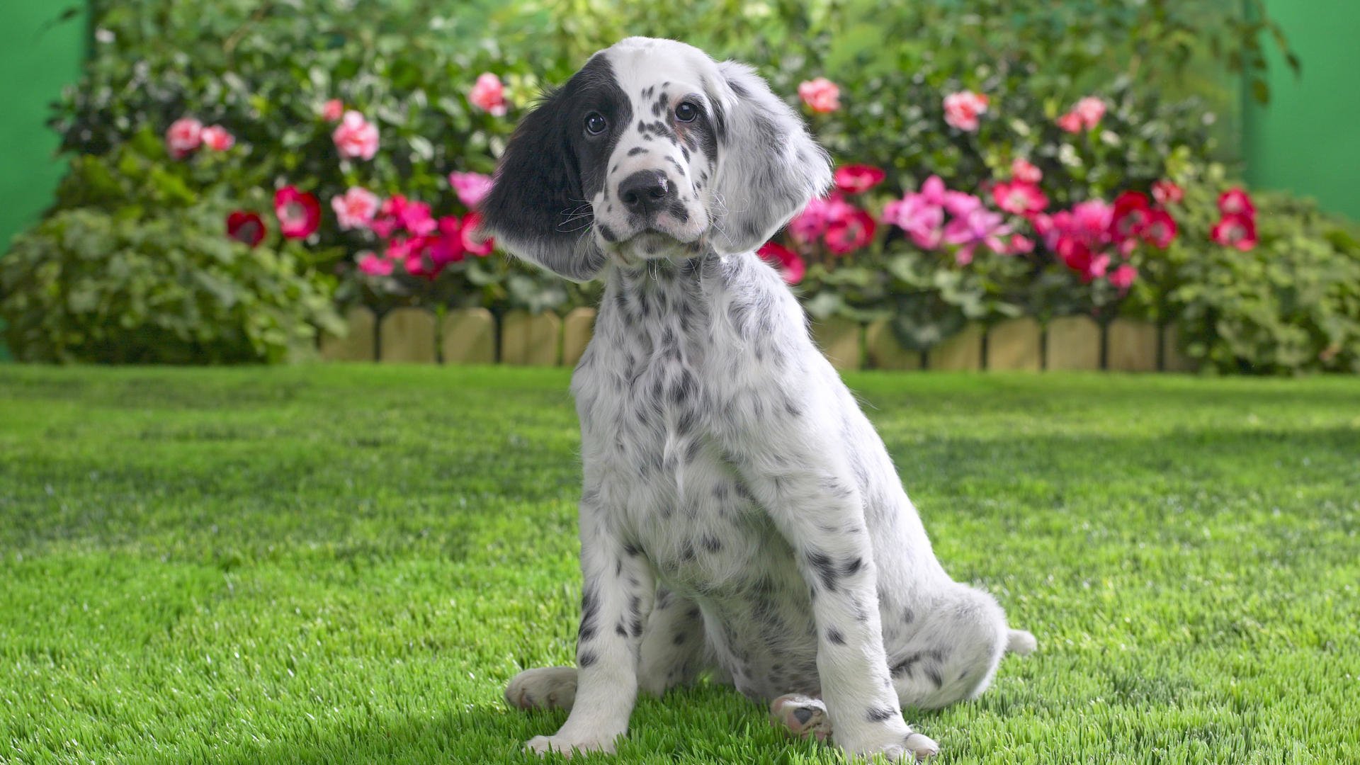 English Setter HD Wallpaper and Background Image