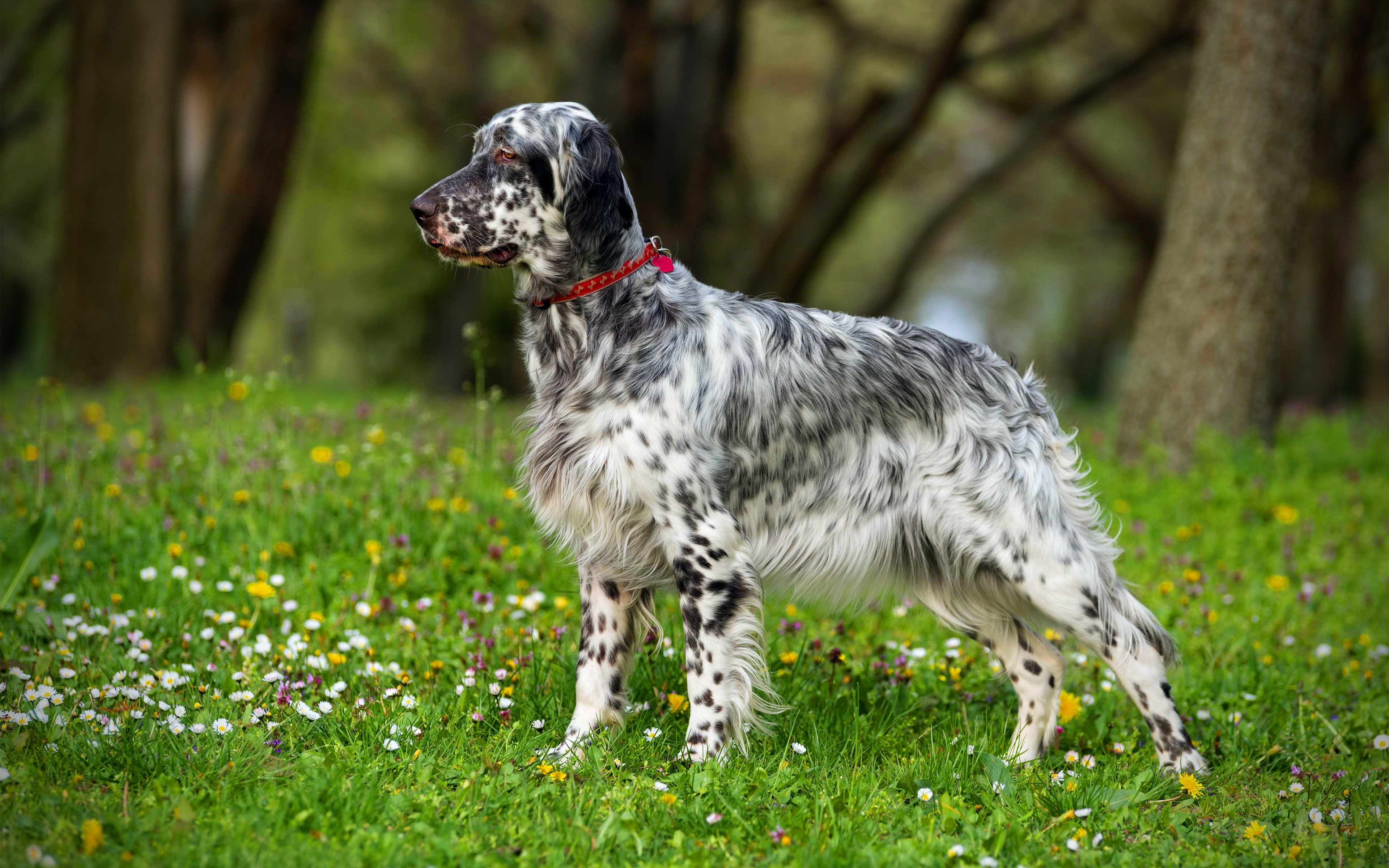 Download wallpaper English Setter, 4k, lawn, pets, dogs, cute animals, English Setter Dog for desktop with resolution 3840x2400. High Quality HD picture wallpaper