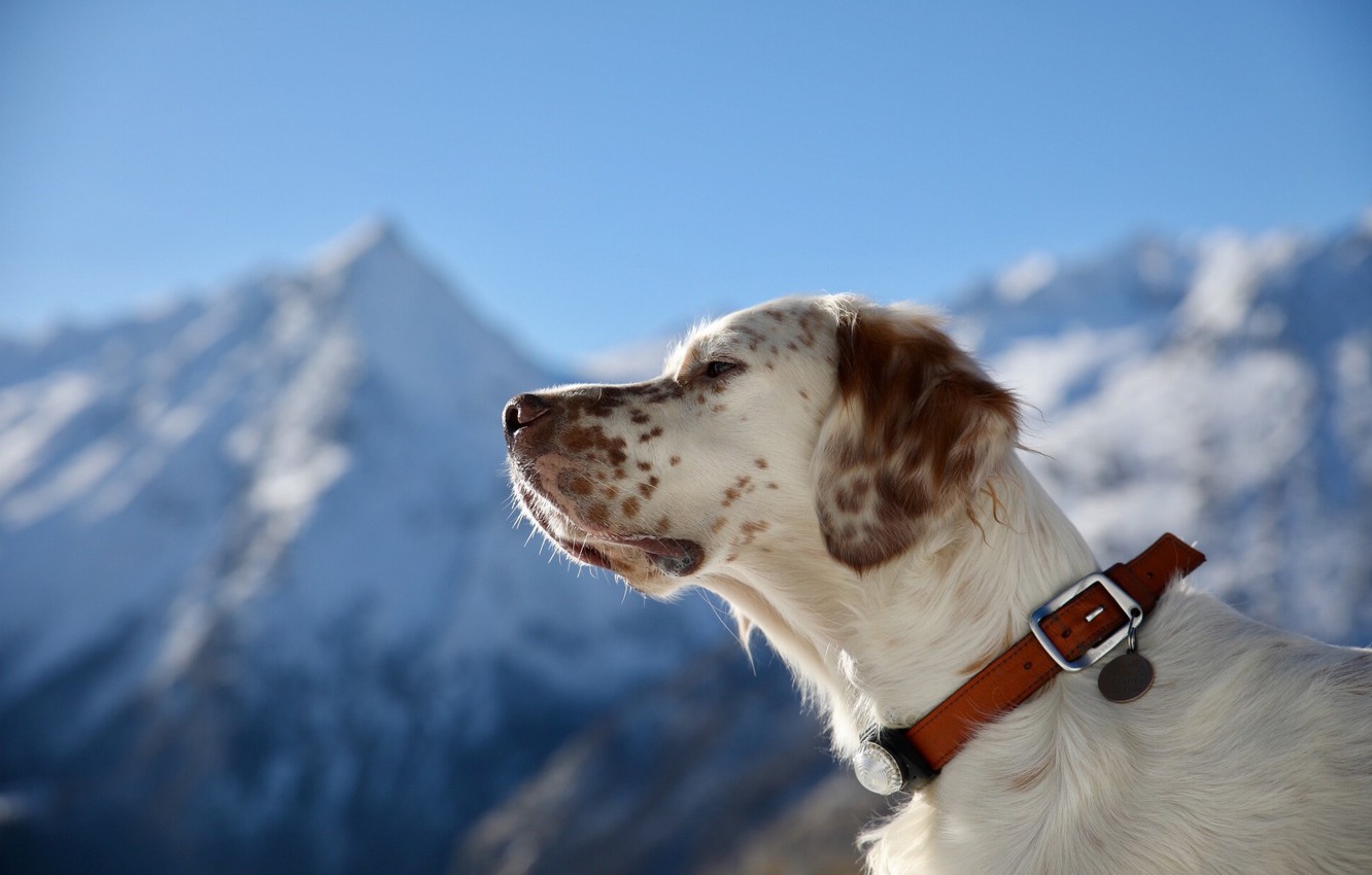 Wallpaper portrait, dog, profile, collar, The English setter image for desktop, section собаки