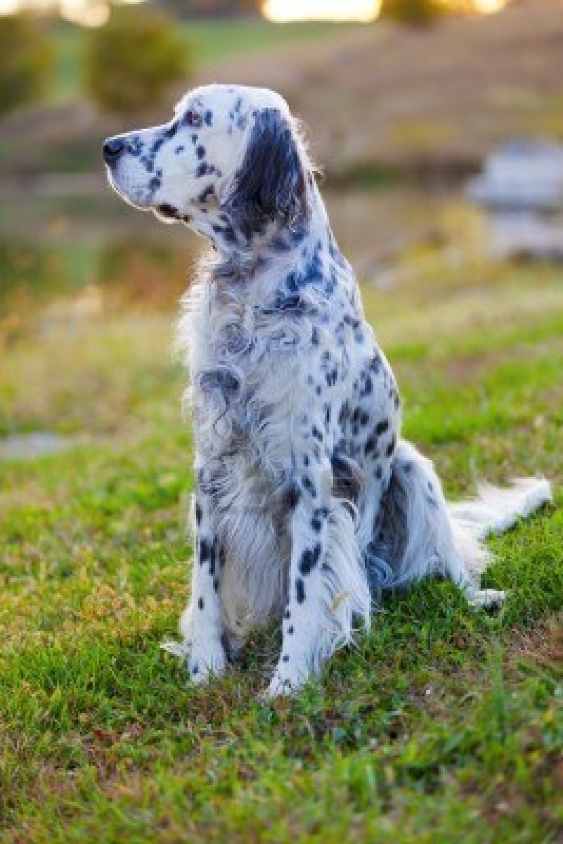 English Setter dog on the grass photo and wallpaper. Beautiful English Setter dog on the grass picture
