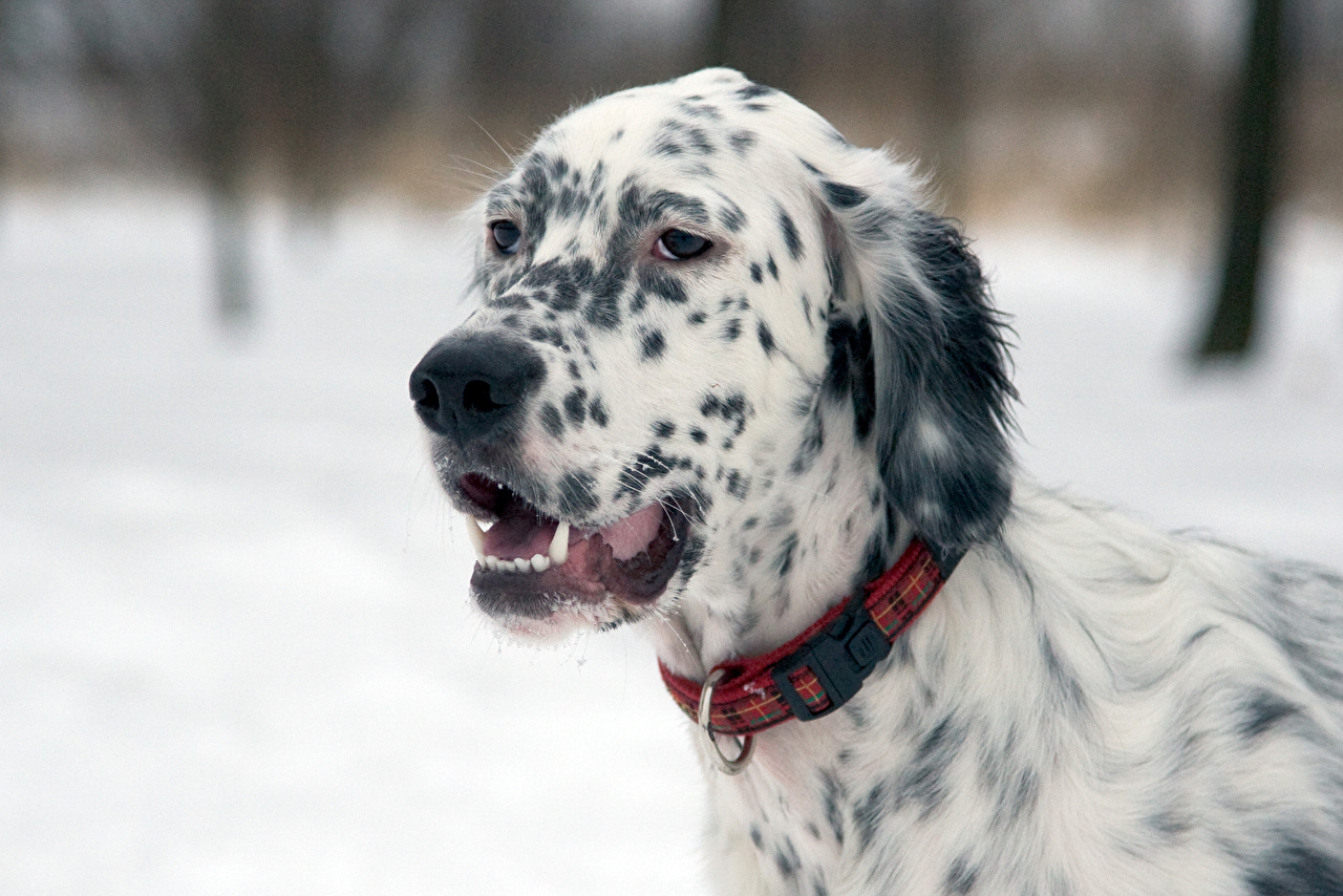 Wallpaper English Setter Dogs Winter Glance Animals