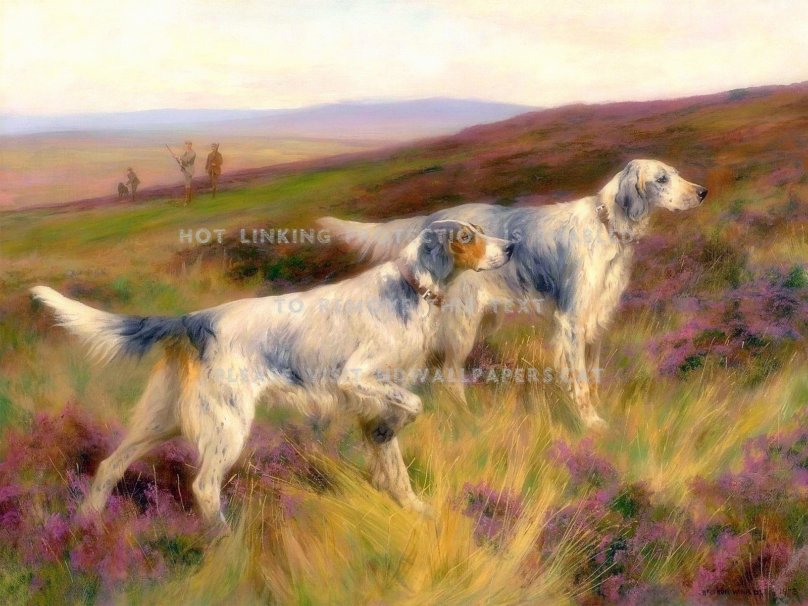 english setter hunting animals dogs fields