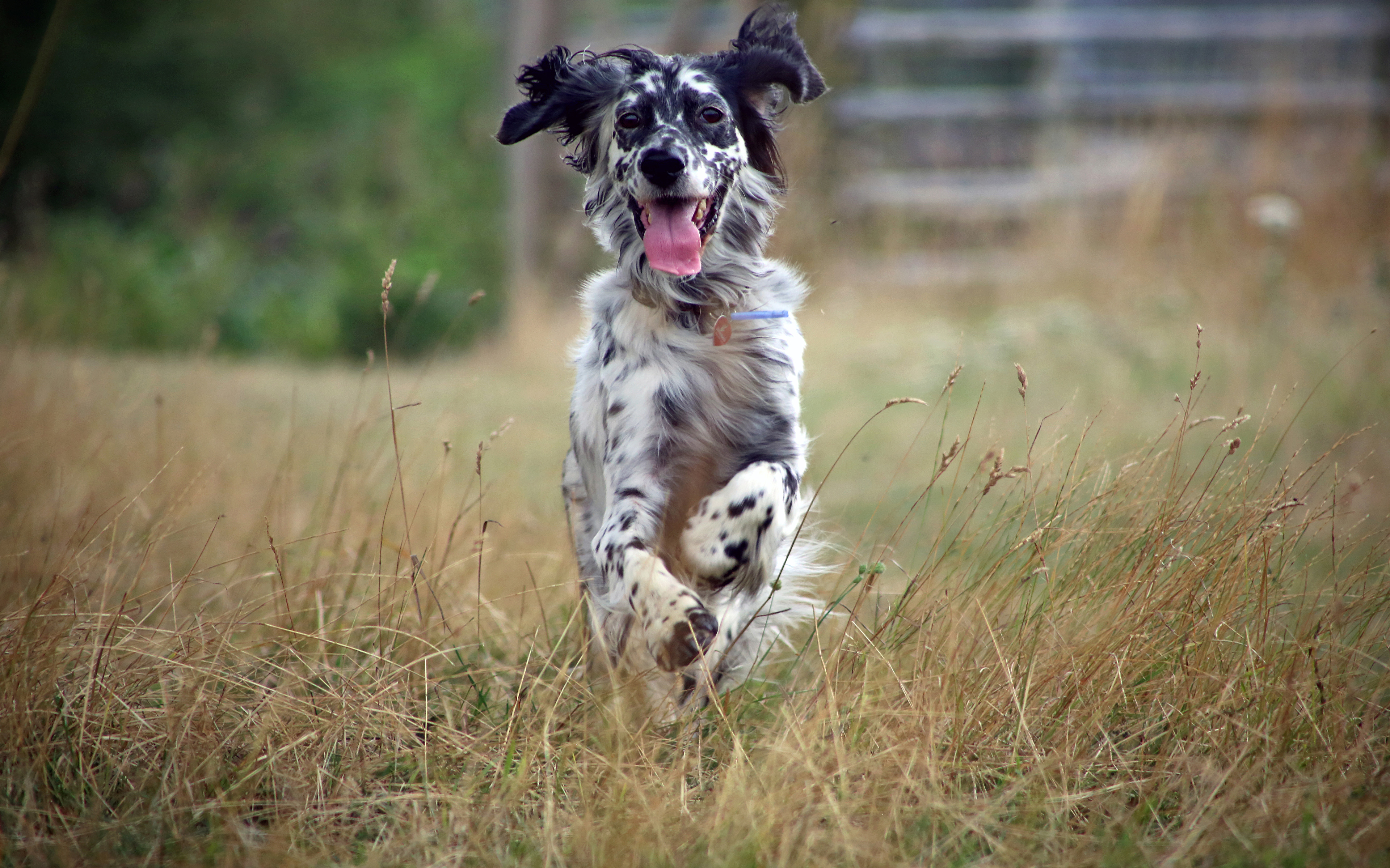 Wallpaper English Setter Dogs Running Grass Animals 3840x2400