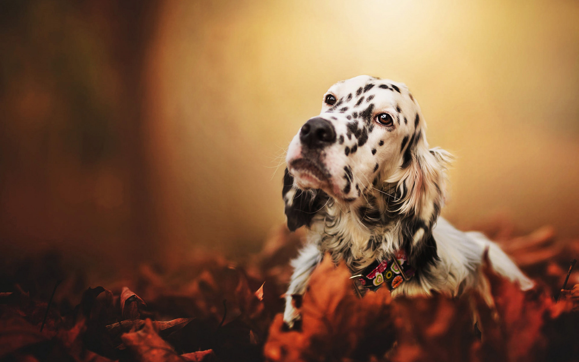 Download Wallpaper English Setter, Autumn, Pets, Puppy, Close Up, Cute Animals, Dogs, English Setter Dog, Dalmatian Setter For Desktop With Resolution 1920x1200. High Quality HD Picture Wallpaper