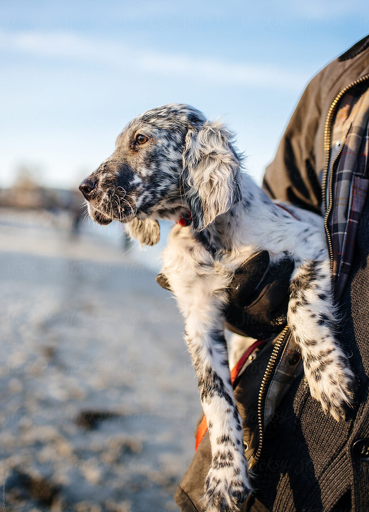 English Setter Puppy At The Beach by Cara Dolan, Puppy