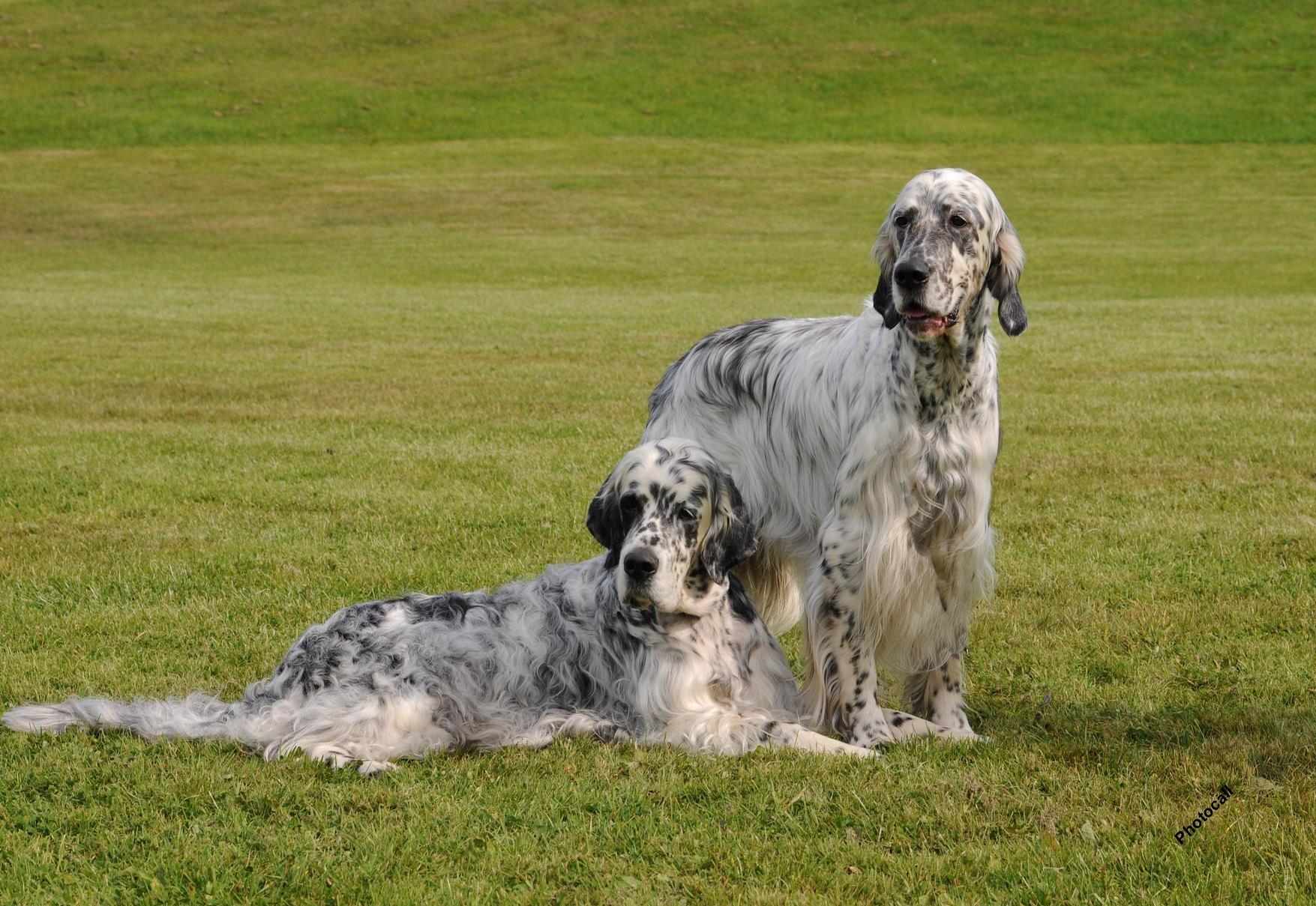English Setter. All Dog Photo and Wallpaper