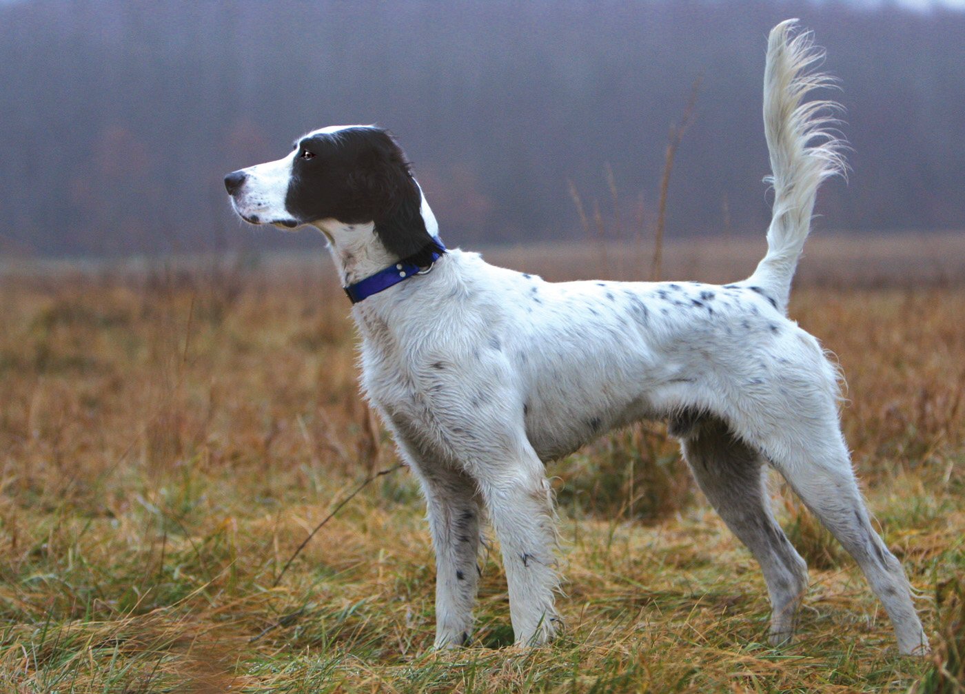 English Setter dog side view photo and wallpaper. Beautiful English Setter dog side view picture