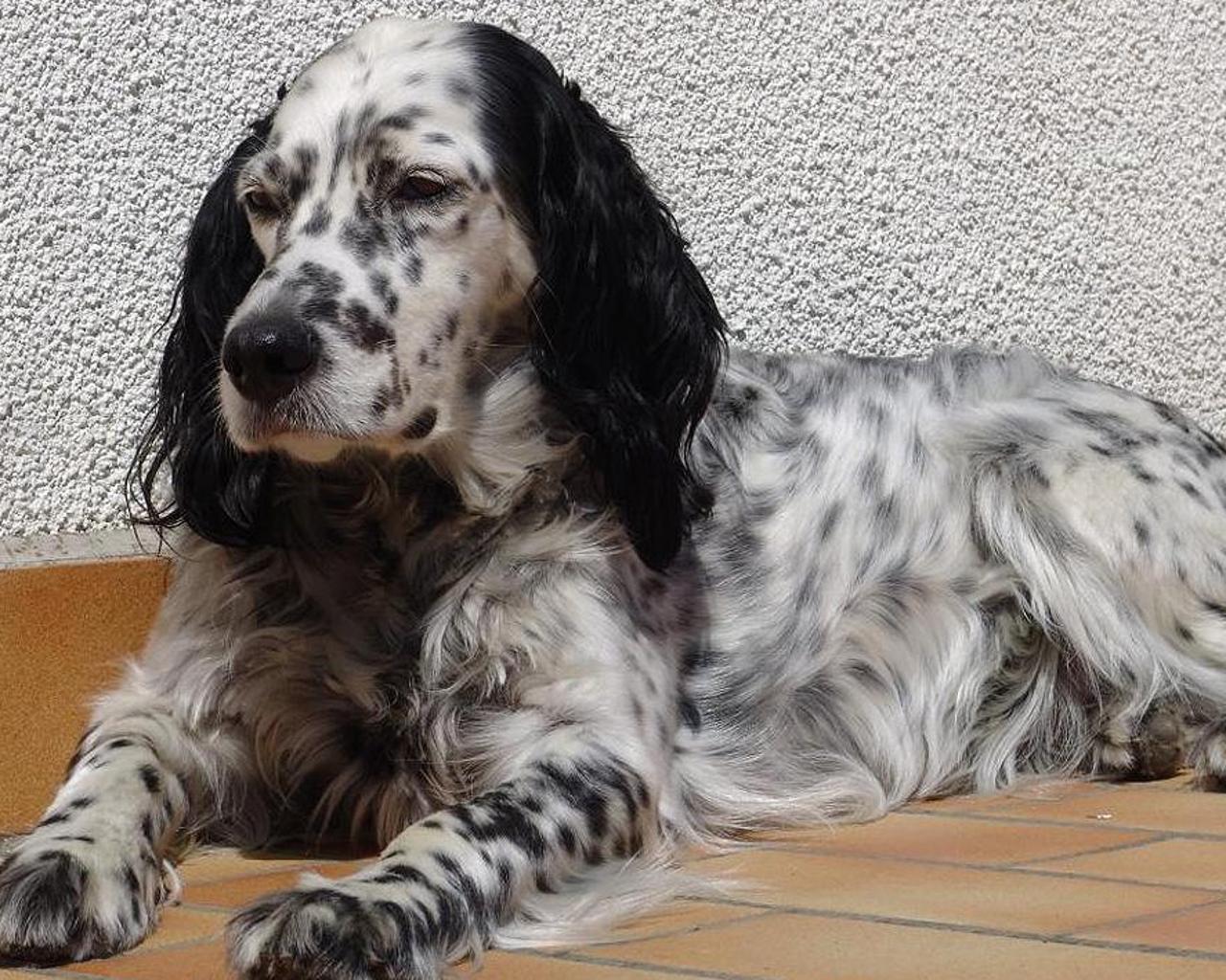 English Setters Wallpaper for Android
