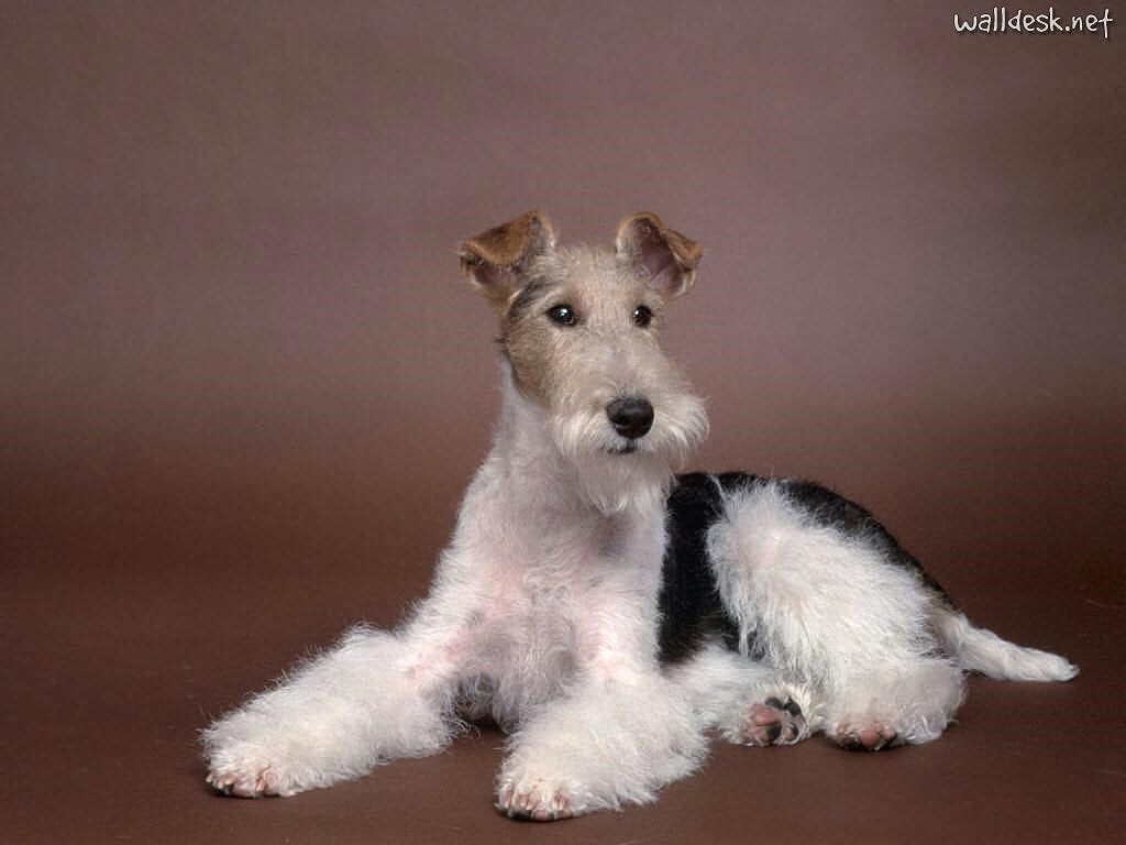 Microsoft OneDrive files anywhere. Create docs with free Office Online. Fox terrier, Wire fox terrier, Wirehaired fox terrier
