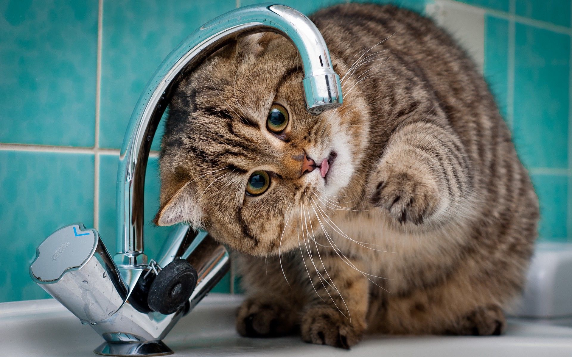 Fat Cat Faucet Wallpaper Cat Drinking Water