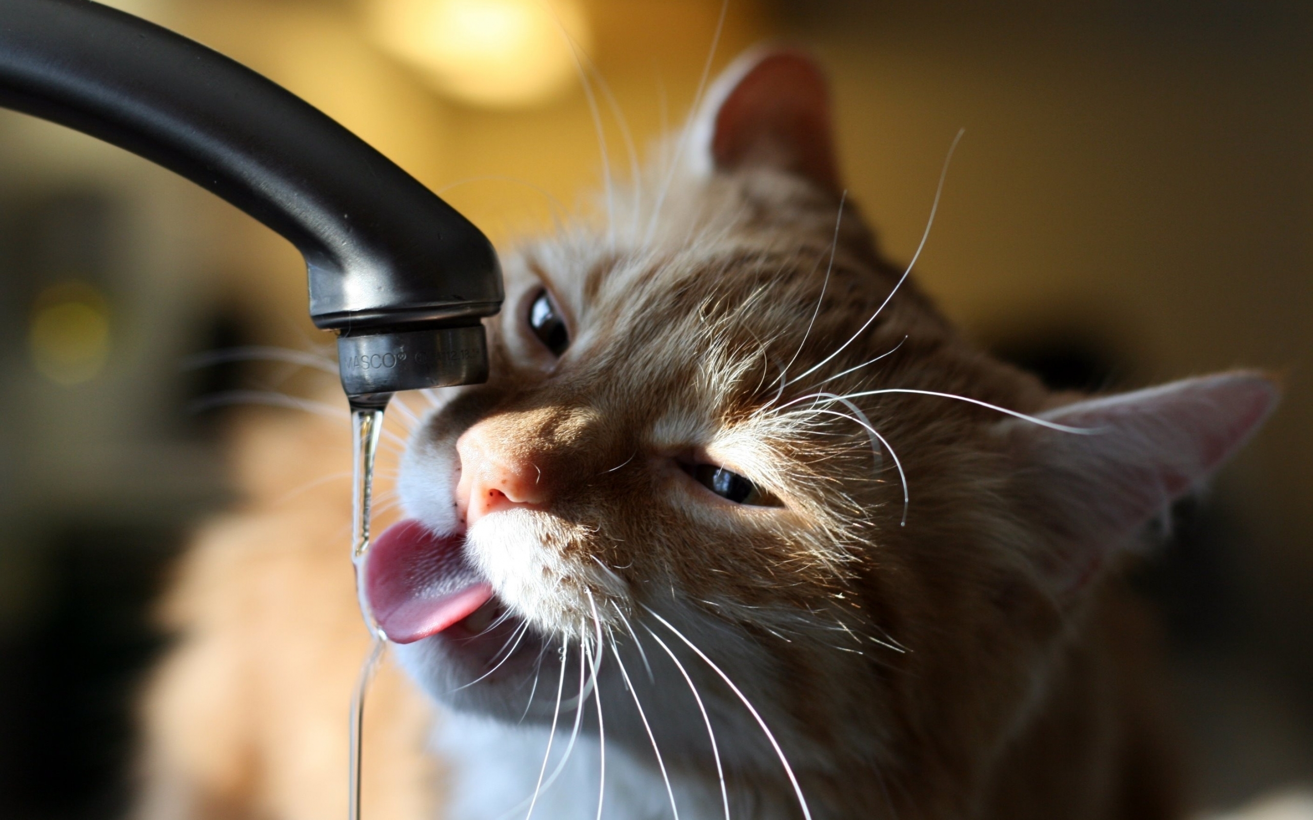 Wallpaper, cat, tap, water, thirst 2560x1600