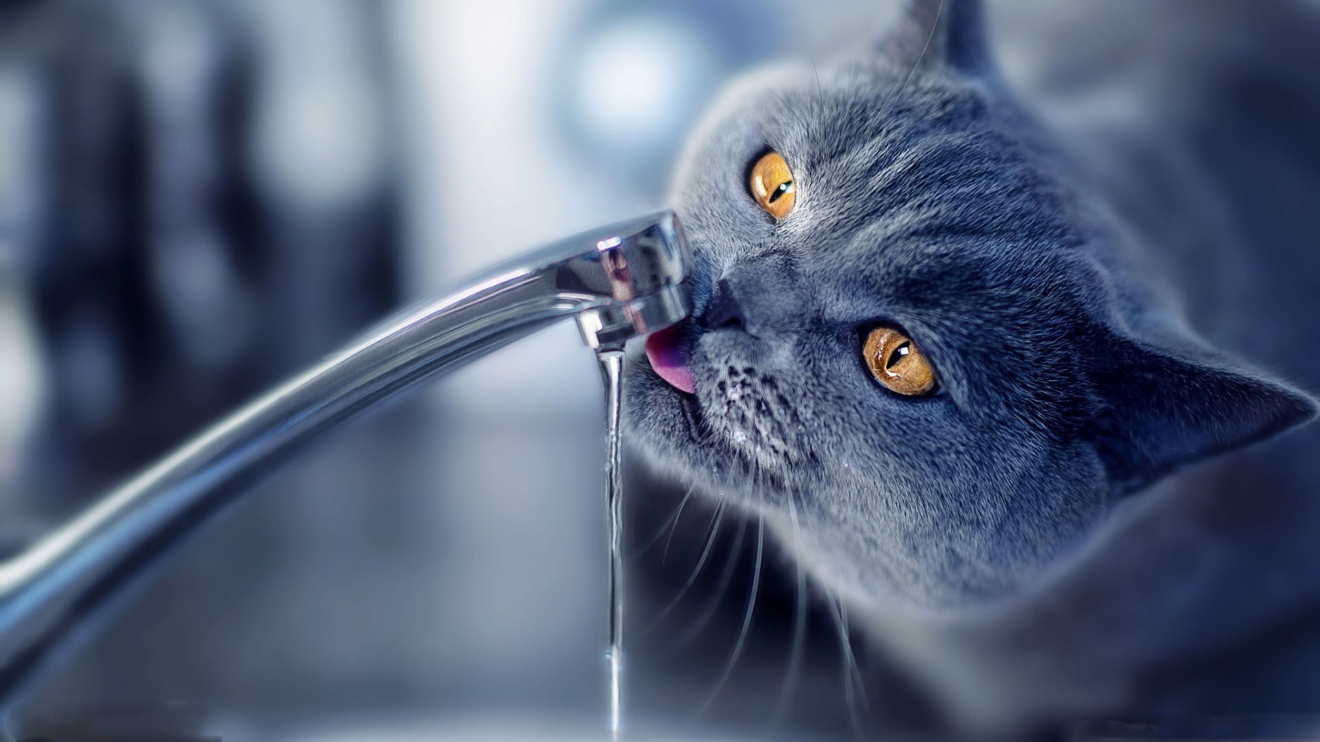 Cat Drink Water MacBook Air Wallpaper Download