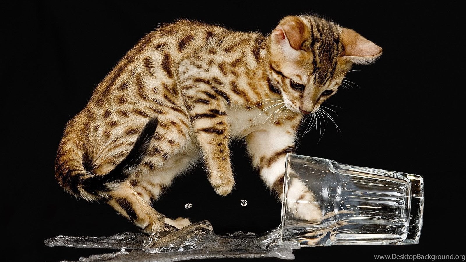 Bengal Cat Spilled Water Wallpaper And Image Wallpaper. Desktop Background