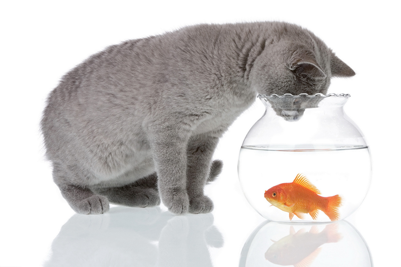 Desktop Wallpaper Cats Fish Two gray Water animal White background