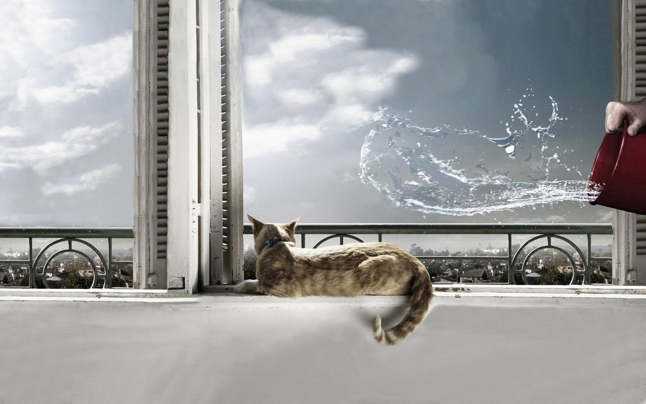 Cat and water 3D Models. Free