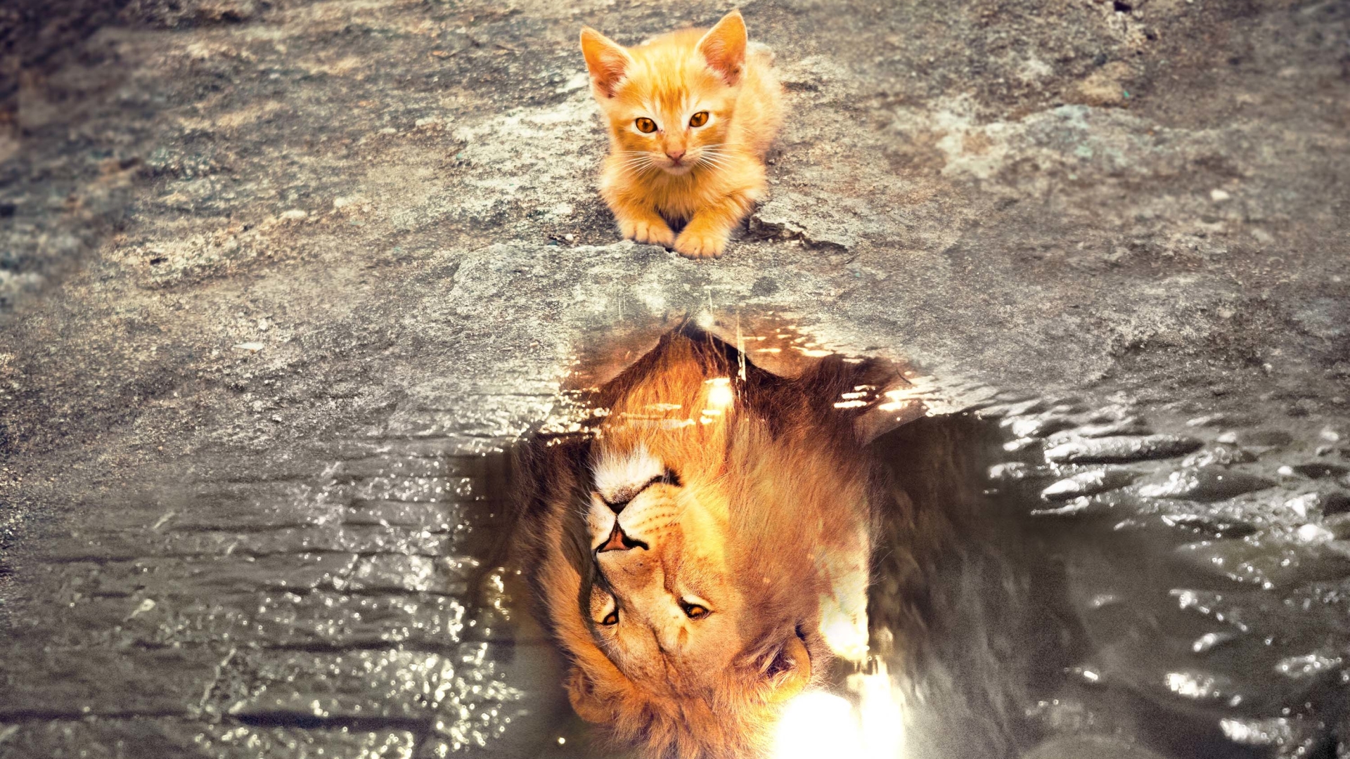 Nature Animals Cats Kittens Lion Wild Cat Water Reflection Imagination Baby Animals Courageous Cobbl Wallpaper:1920x1080