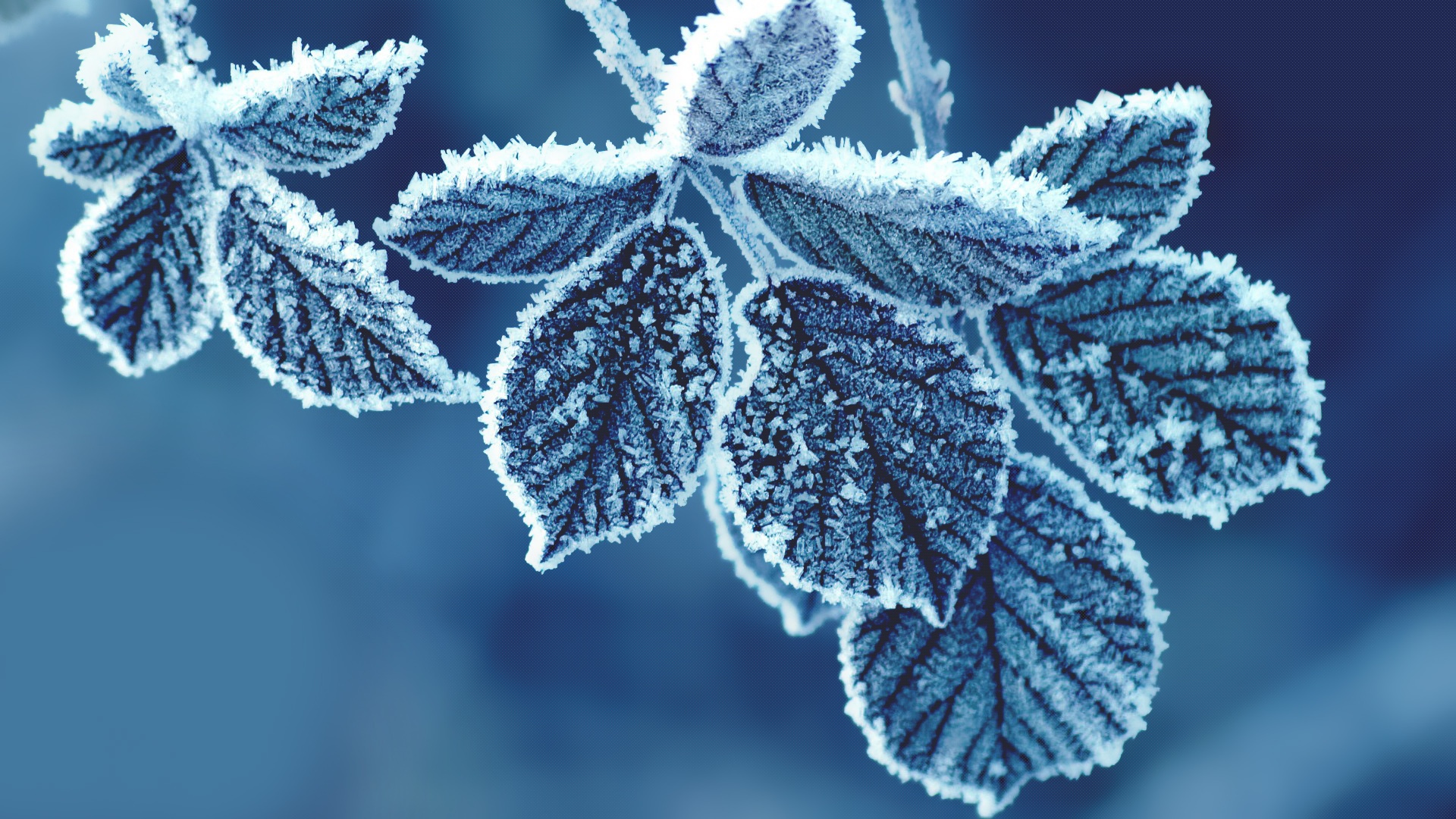Cold Leaves Wallpaper in jpg format for free download
