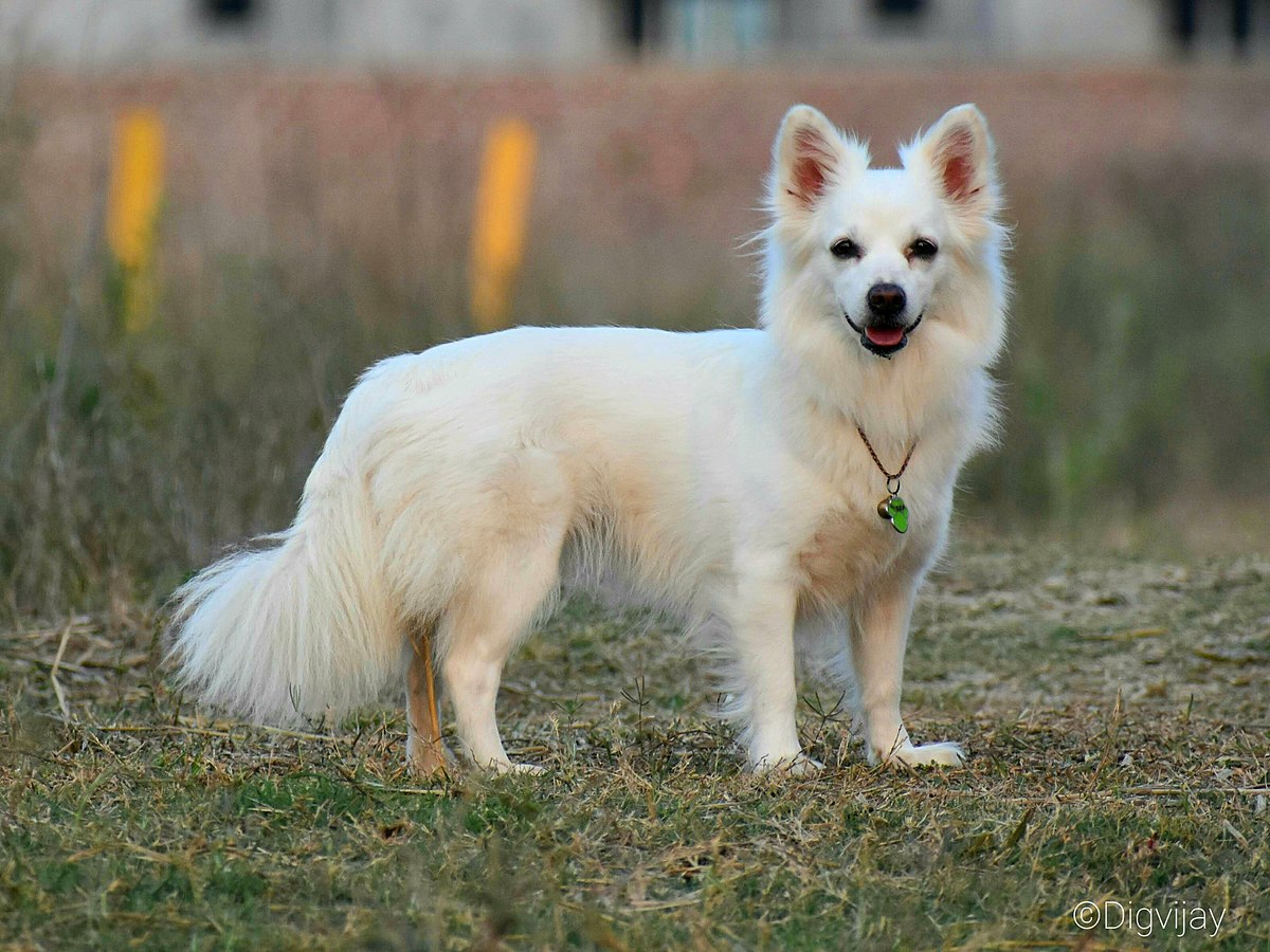Indian Spitz Wallpapers Wallpaper Cave