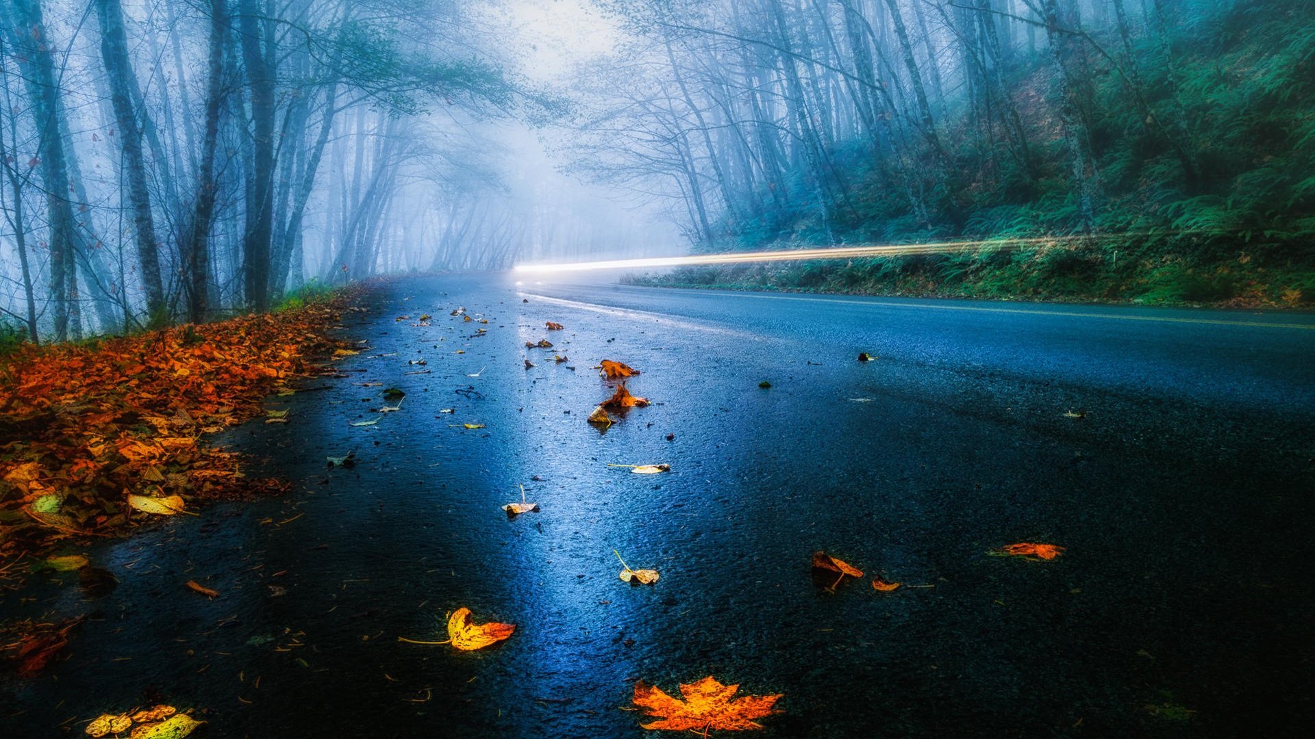 Wallpaper USA road, autumn, rain, fog, foliage, forest, trees, light 1920x1200 HD Picture, Image