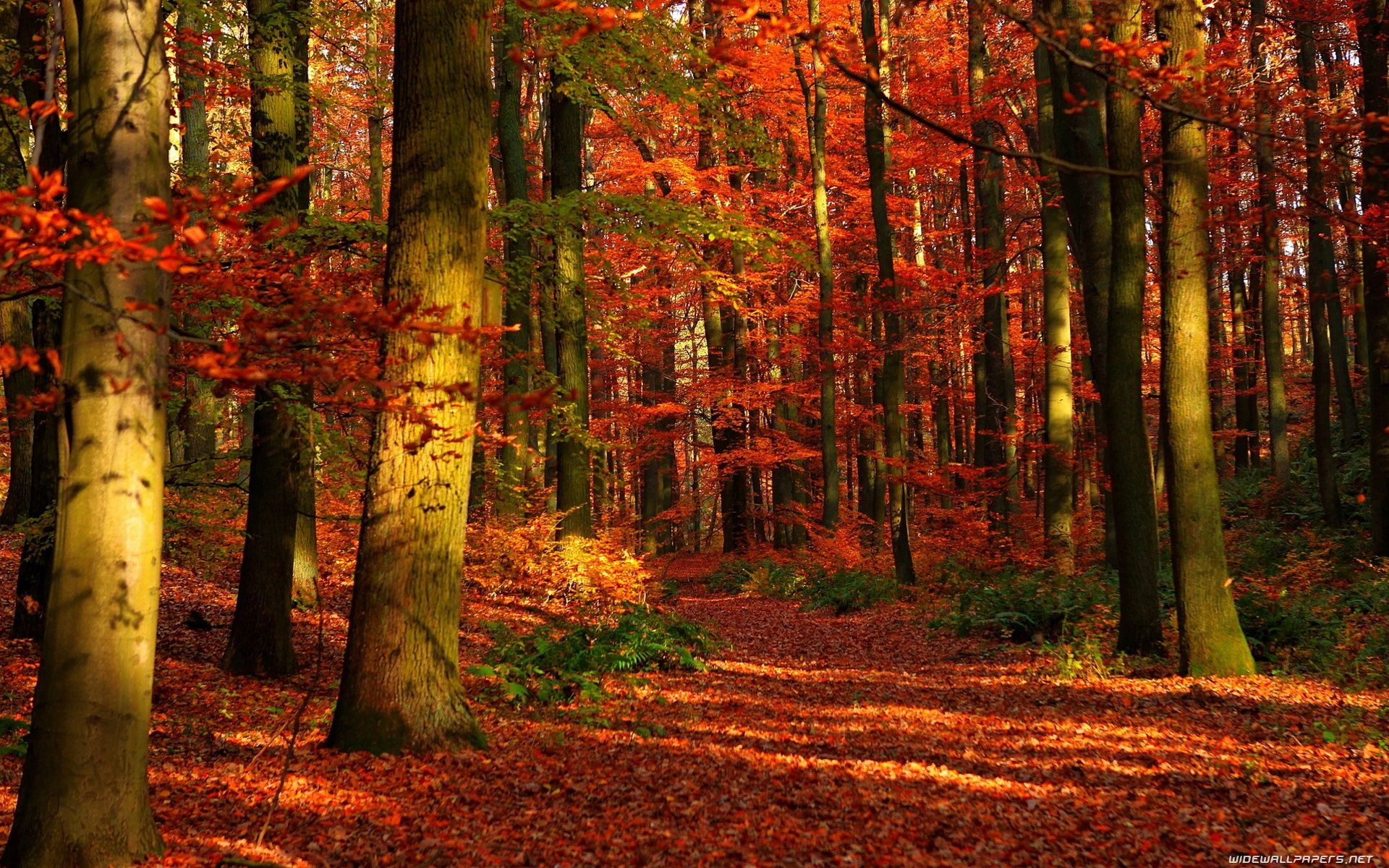 Autumn in the forest wallpaper. Autumn scenery, Autumn scenes, Autumn forest