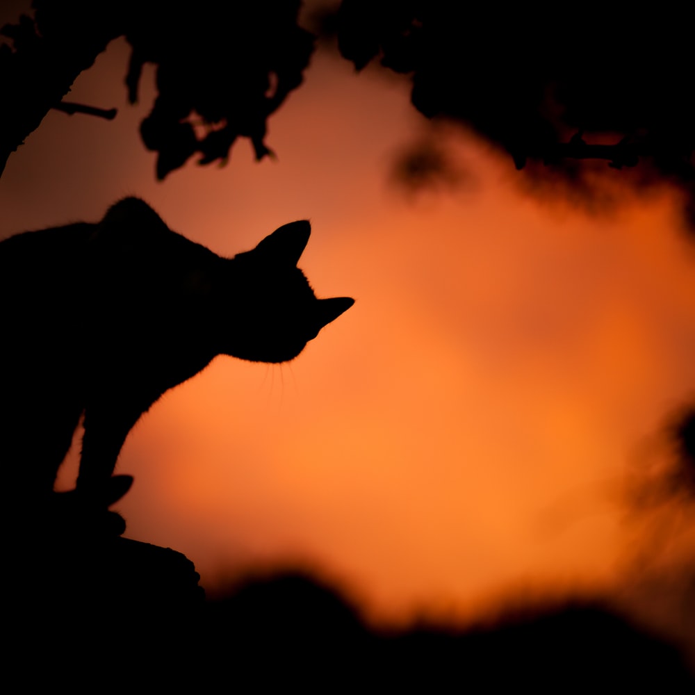 Halloween Cat Picture. Download Free Image