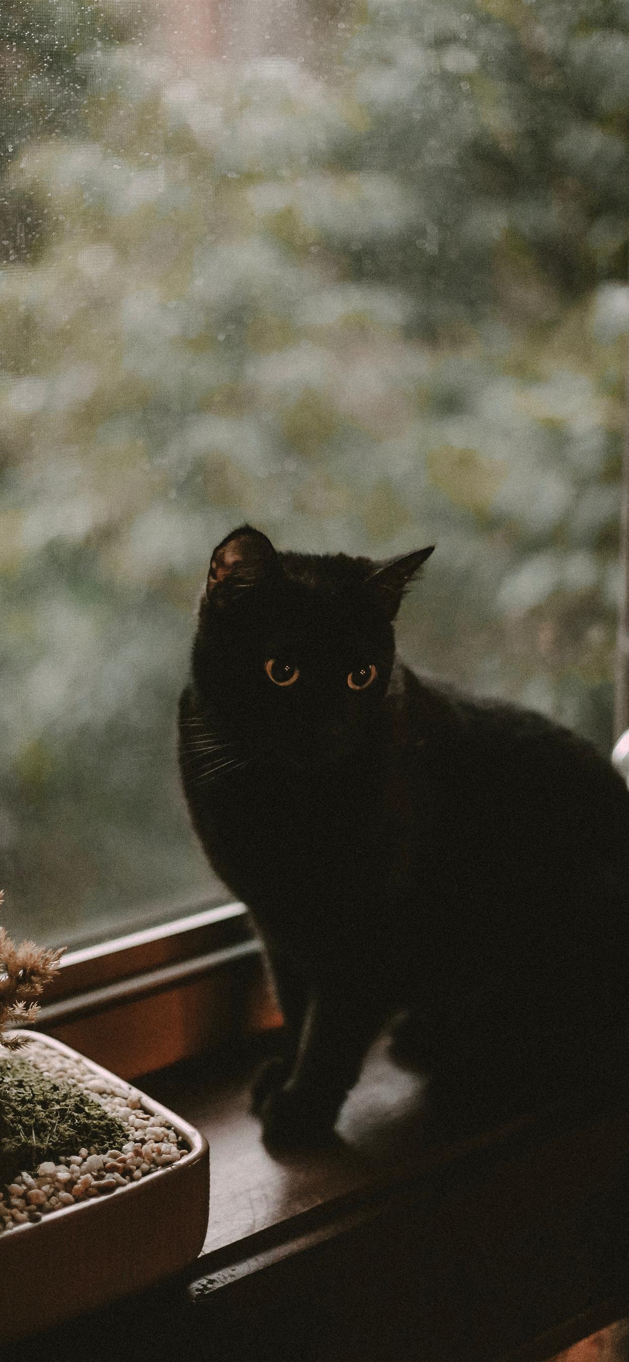 black cat iPhone X Wallpaper Free Download