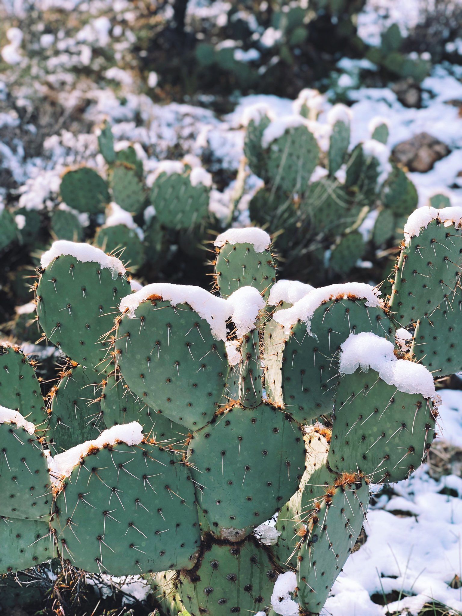 Photo of the beautiful Tucson, Az with snow